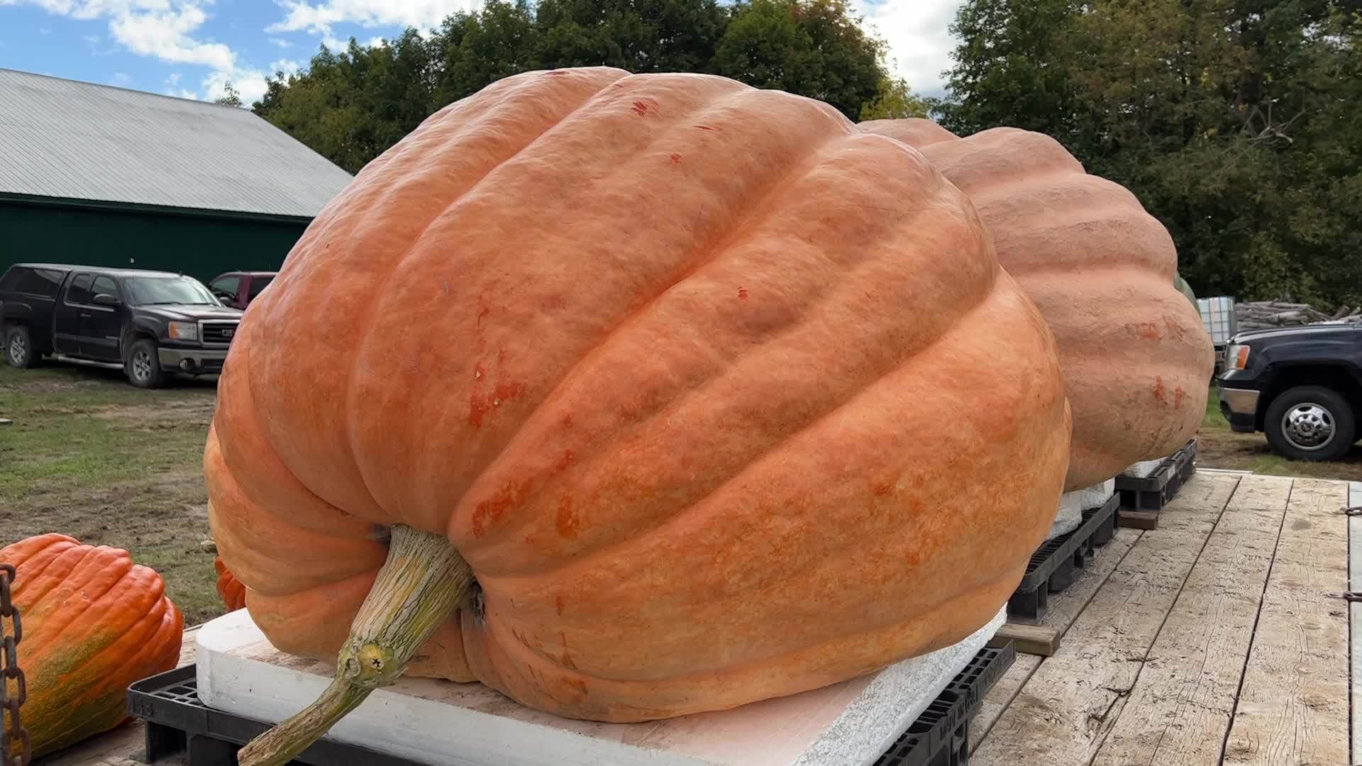 Great Pumpkin Commonwealth Giant Pumpkin Competition