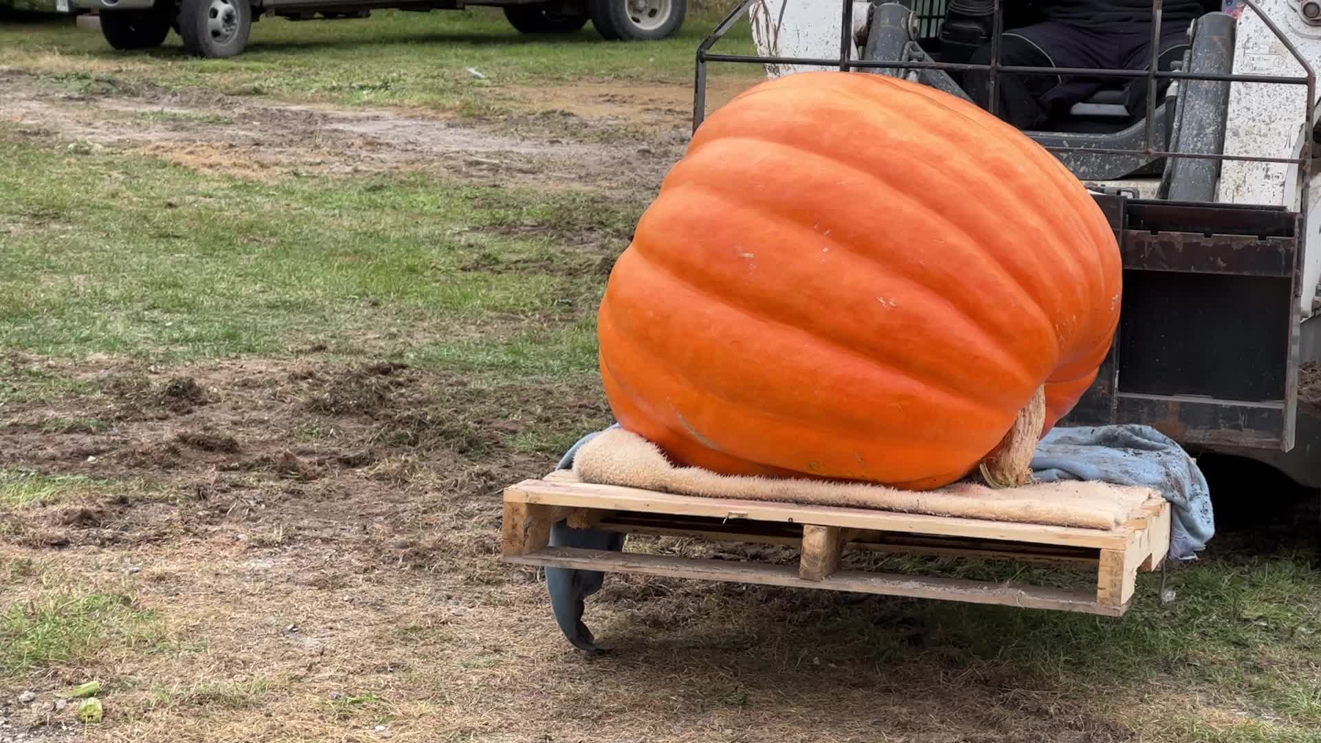 Great Pumpkin Commonwealth Giant Pumpkin Competition