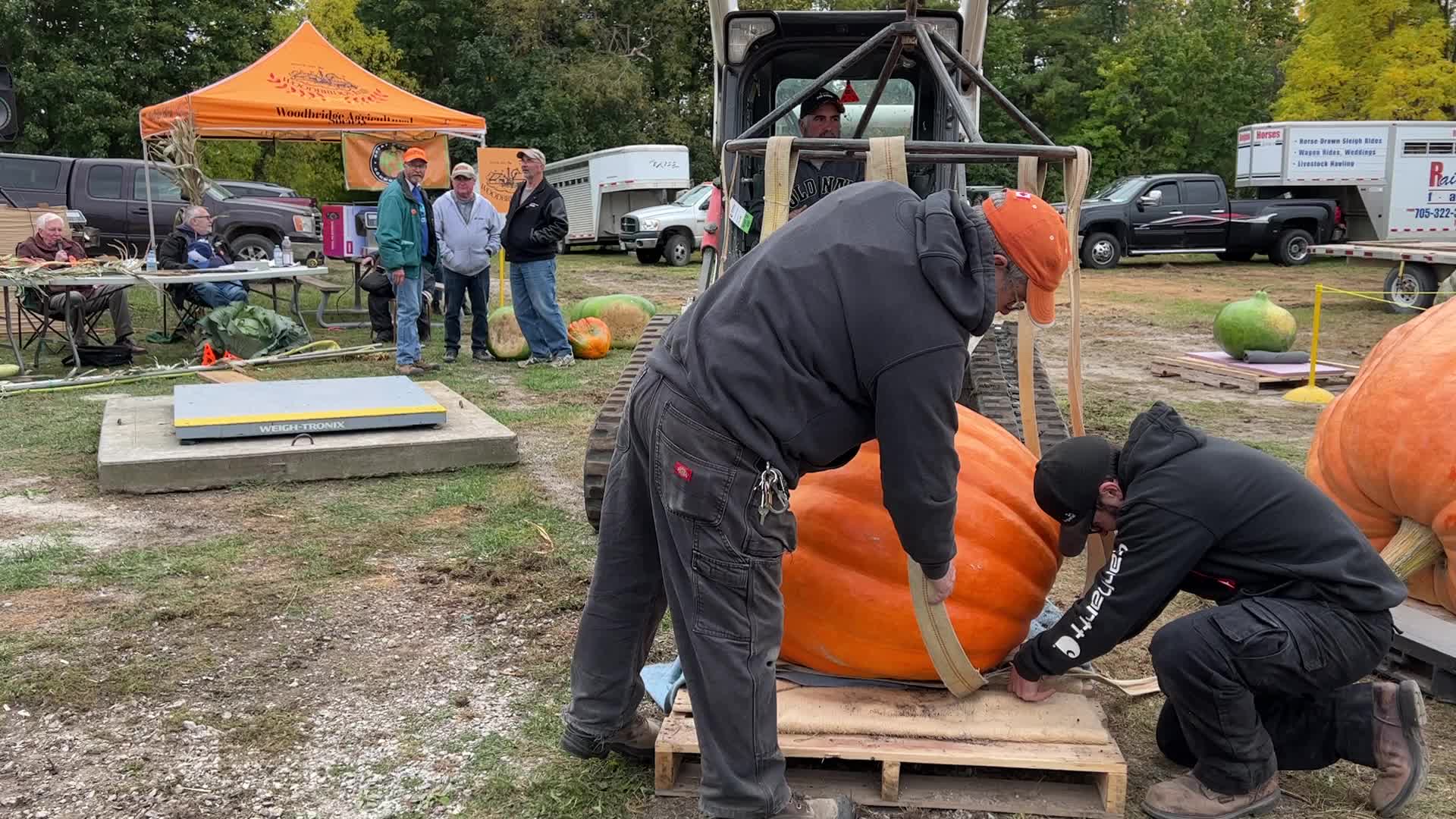 Great Pumpkin Commonwealth Giant Pumpkin Competition