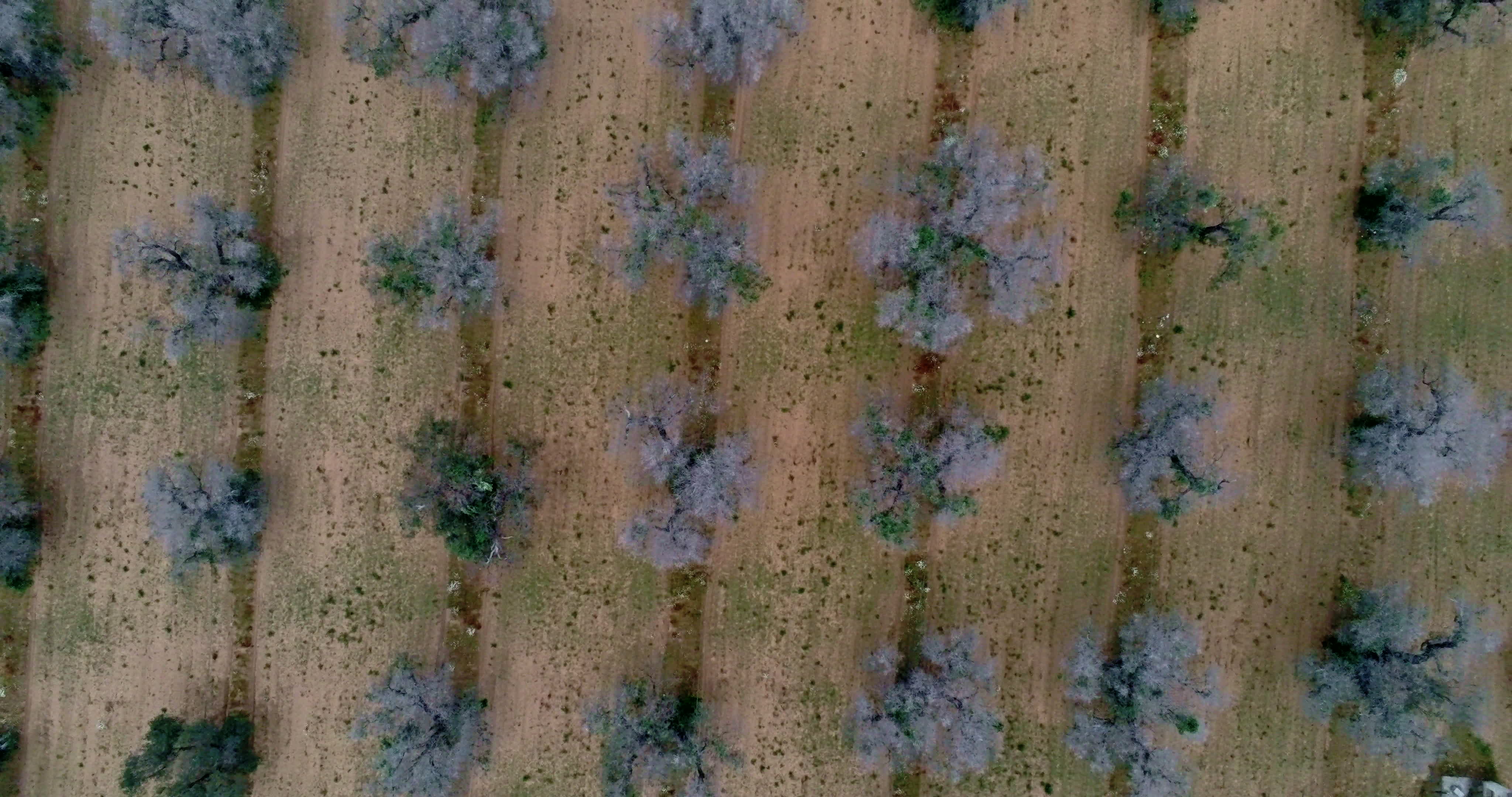 Italy's Olive Crisis