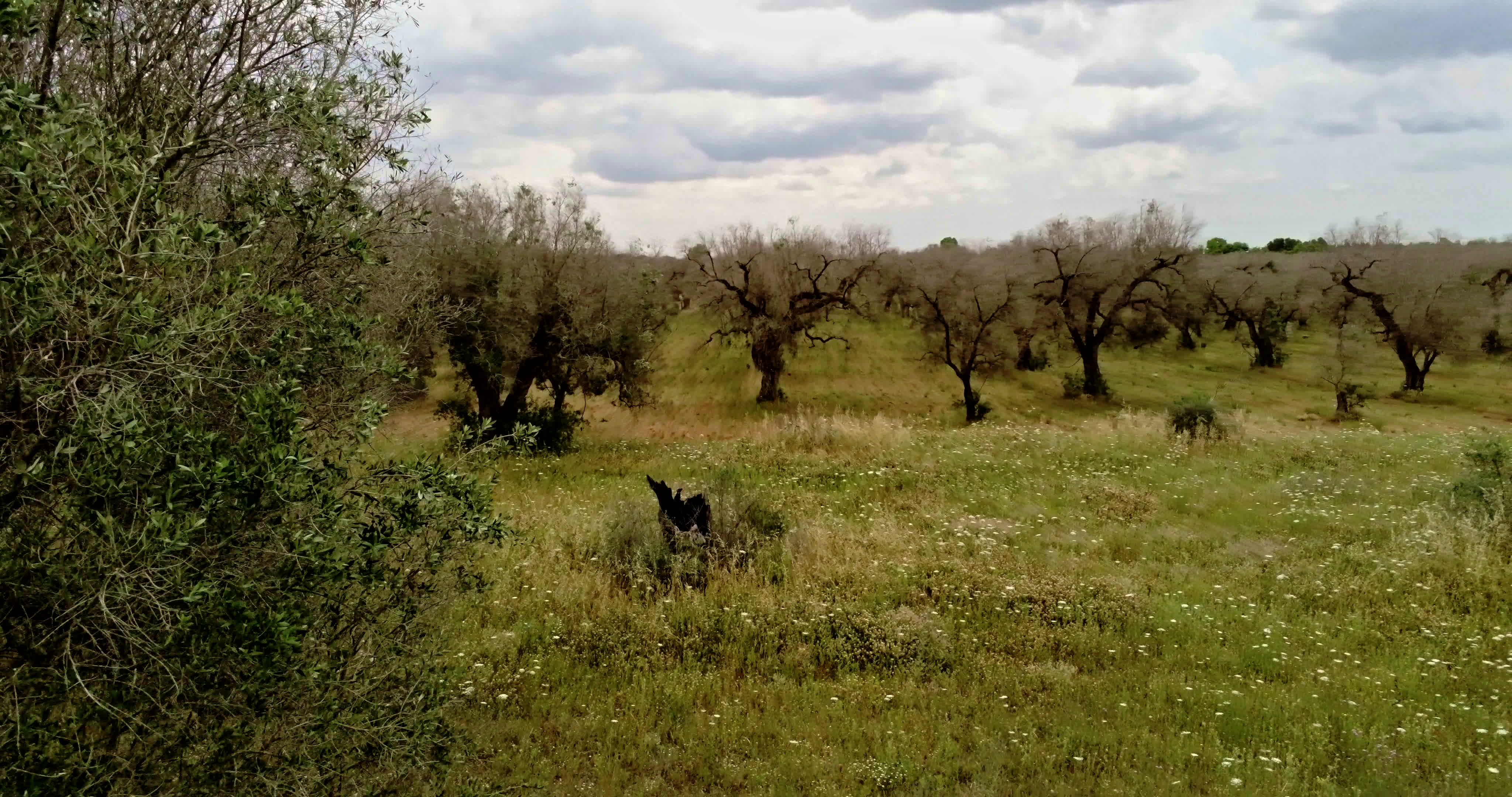 Italy's Olive Crisis