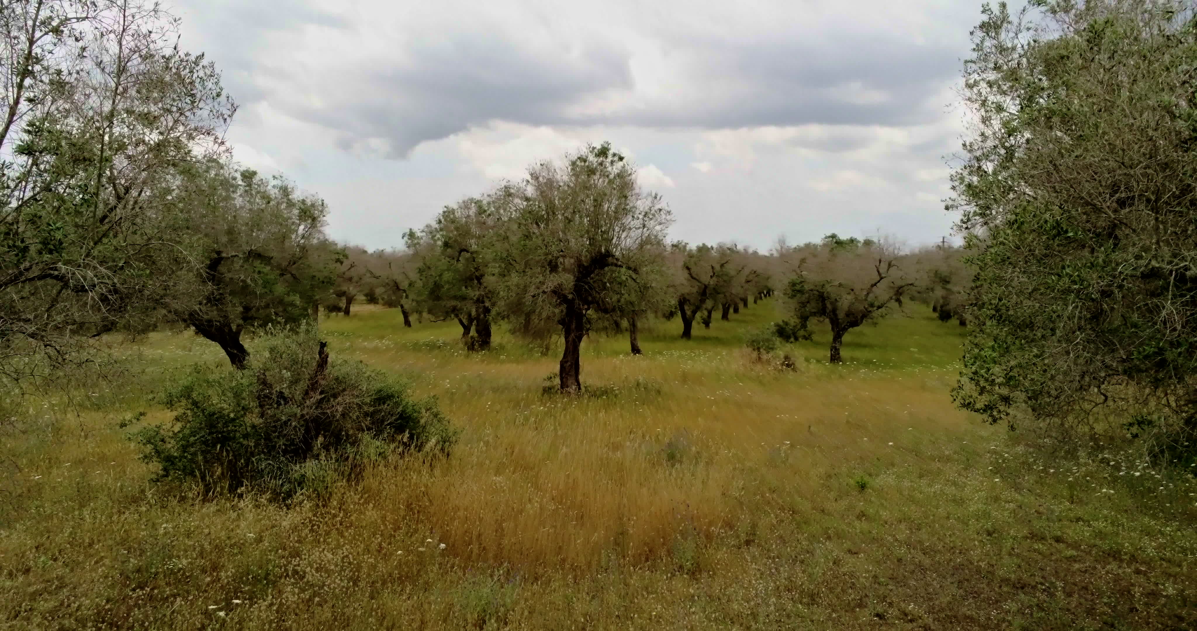 Italy's Olive Crisis