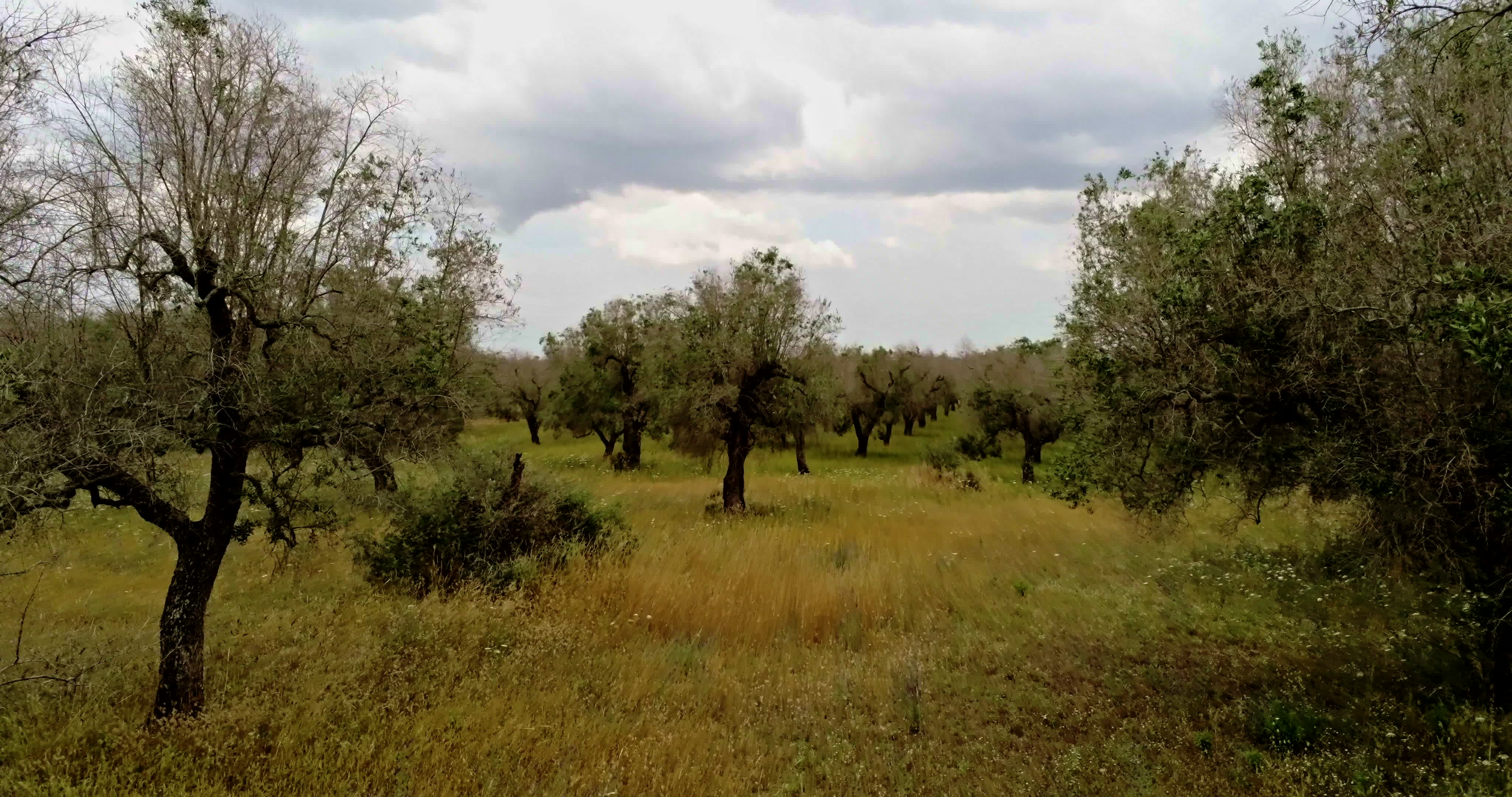 Italy's Olive Crisis