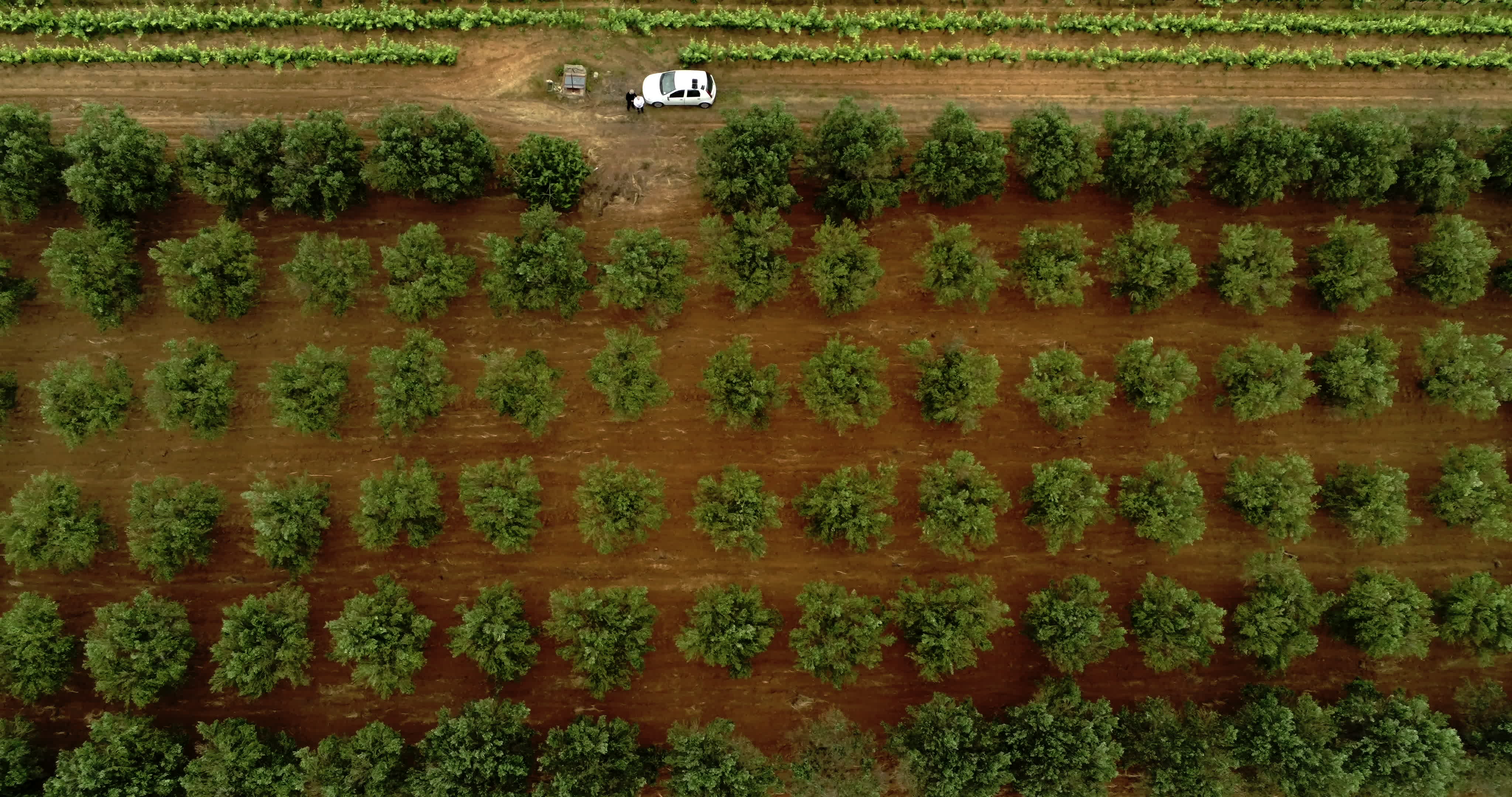 Italy's Olive Crisis