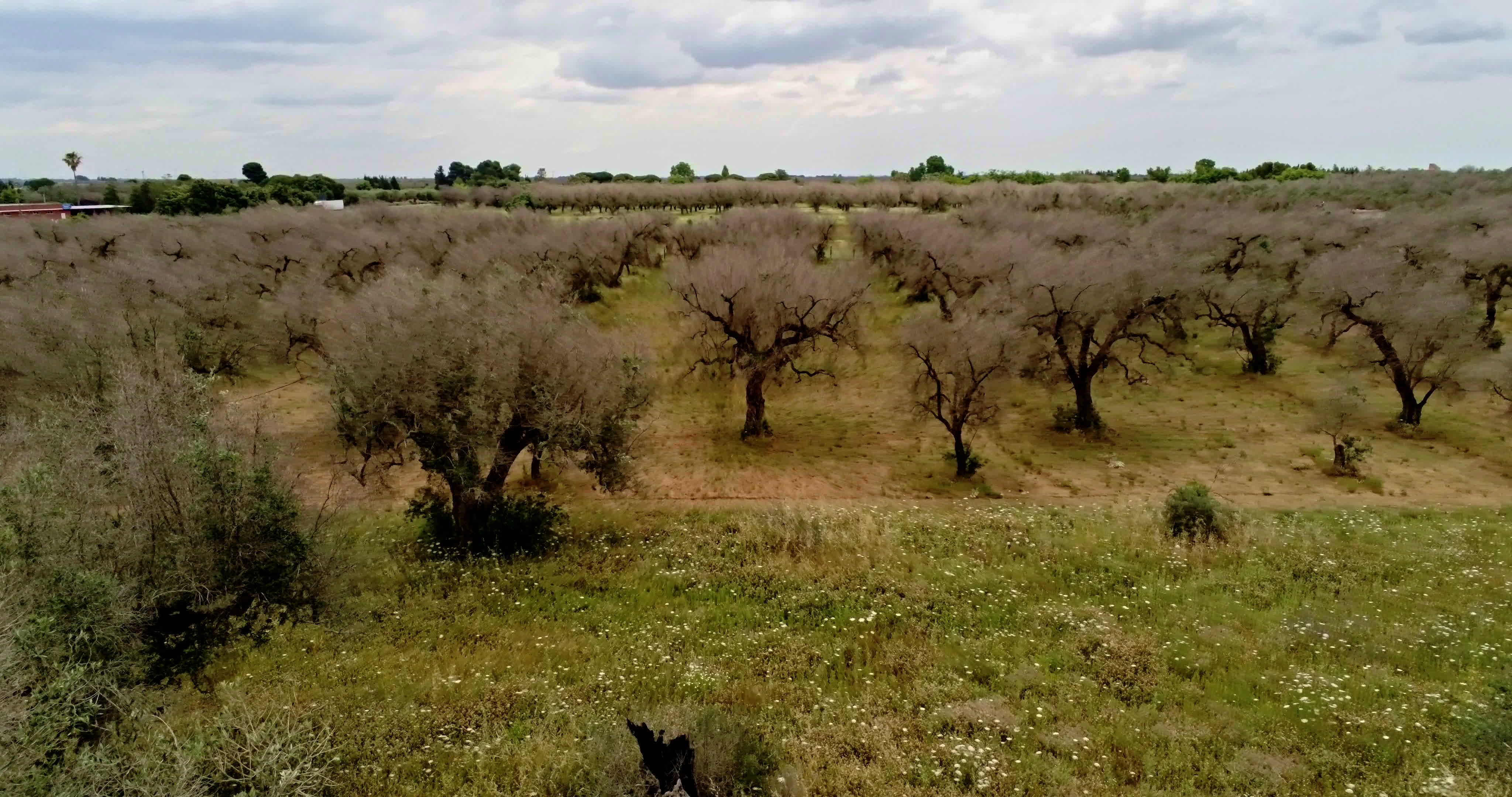 Italy's Olive Crisis