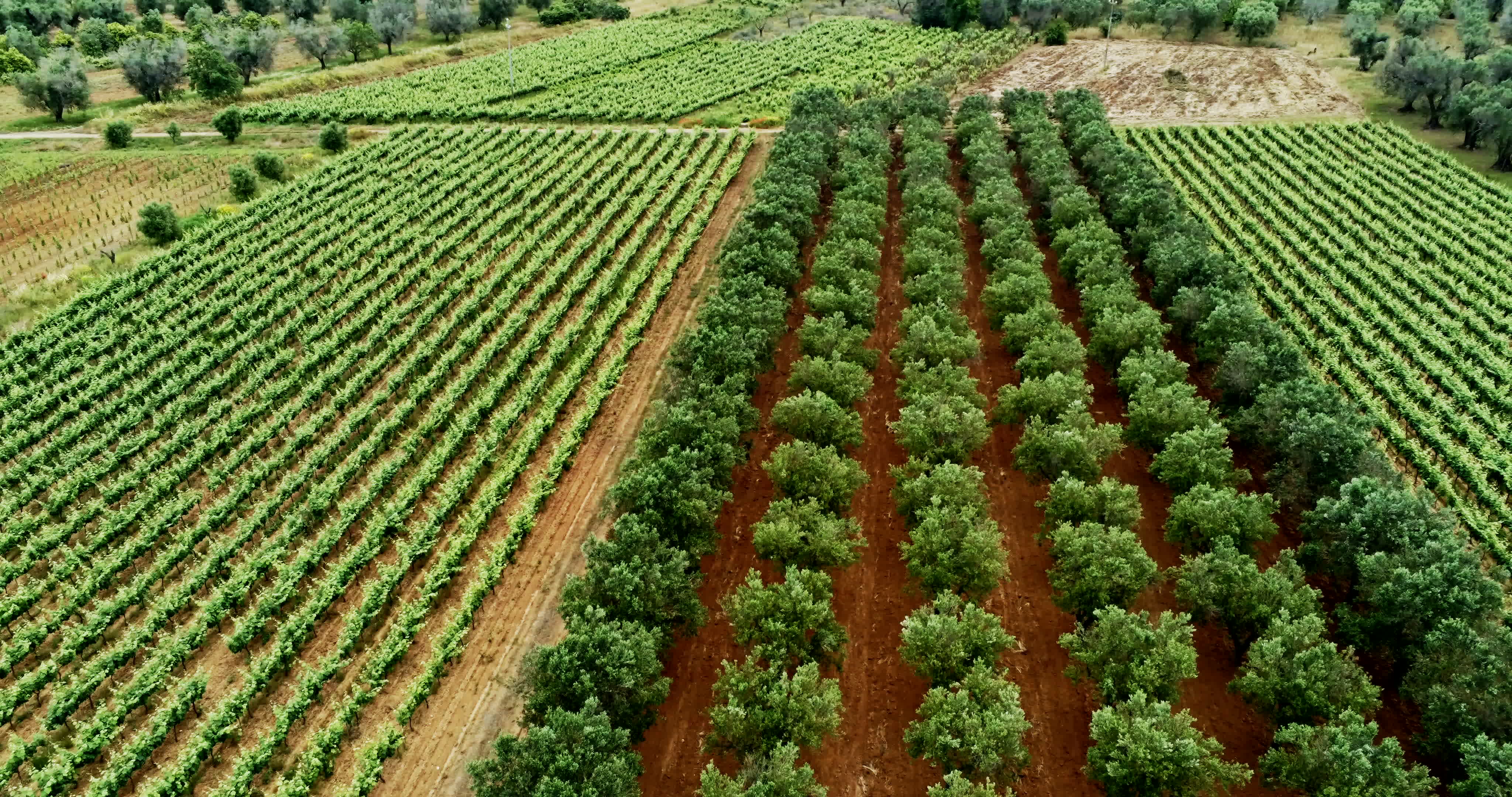 Italy's Olive Crisis