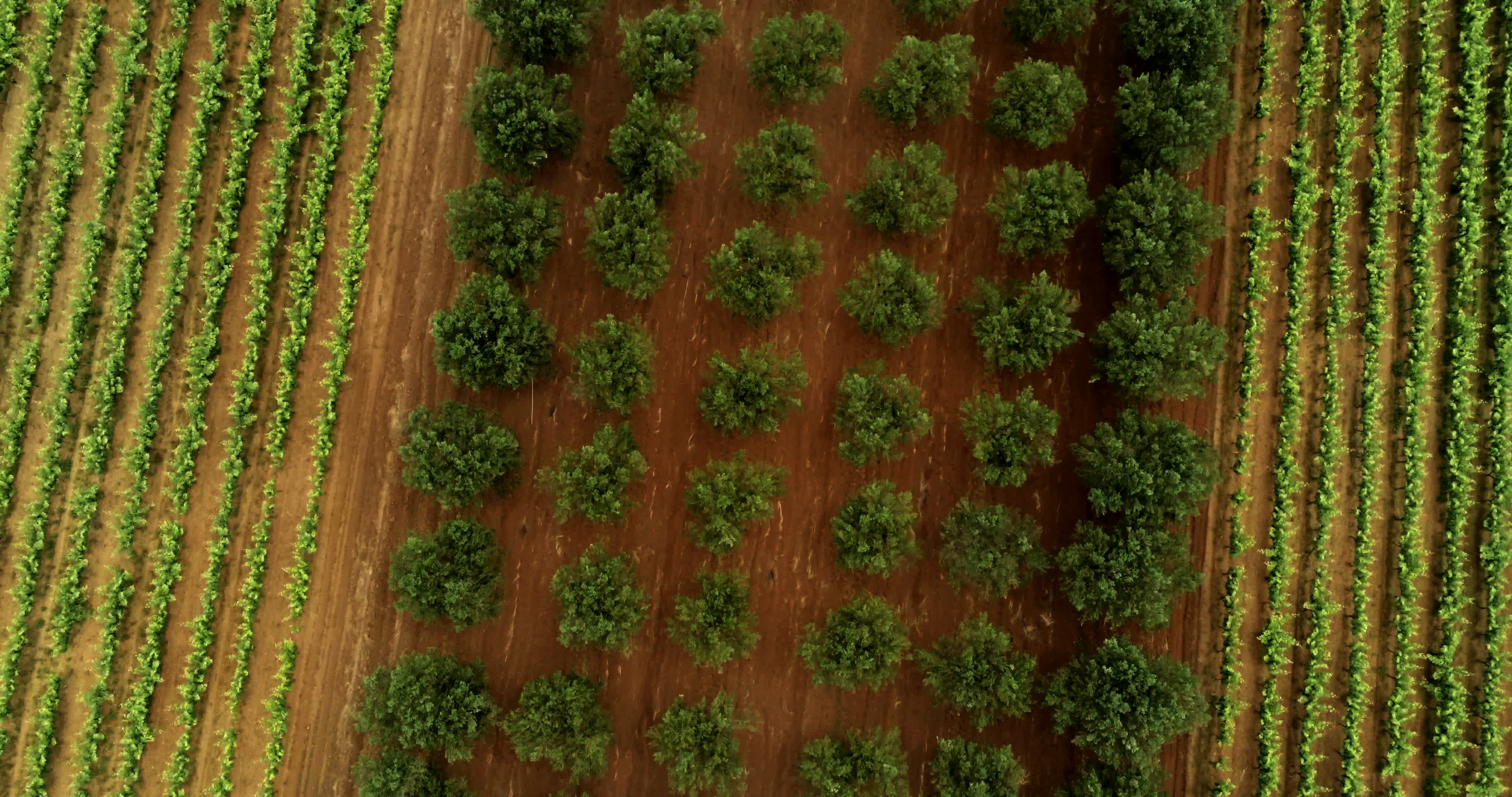 Italy's Olive Crisis