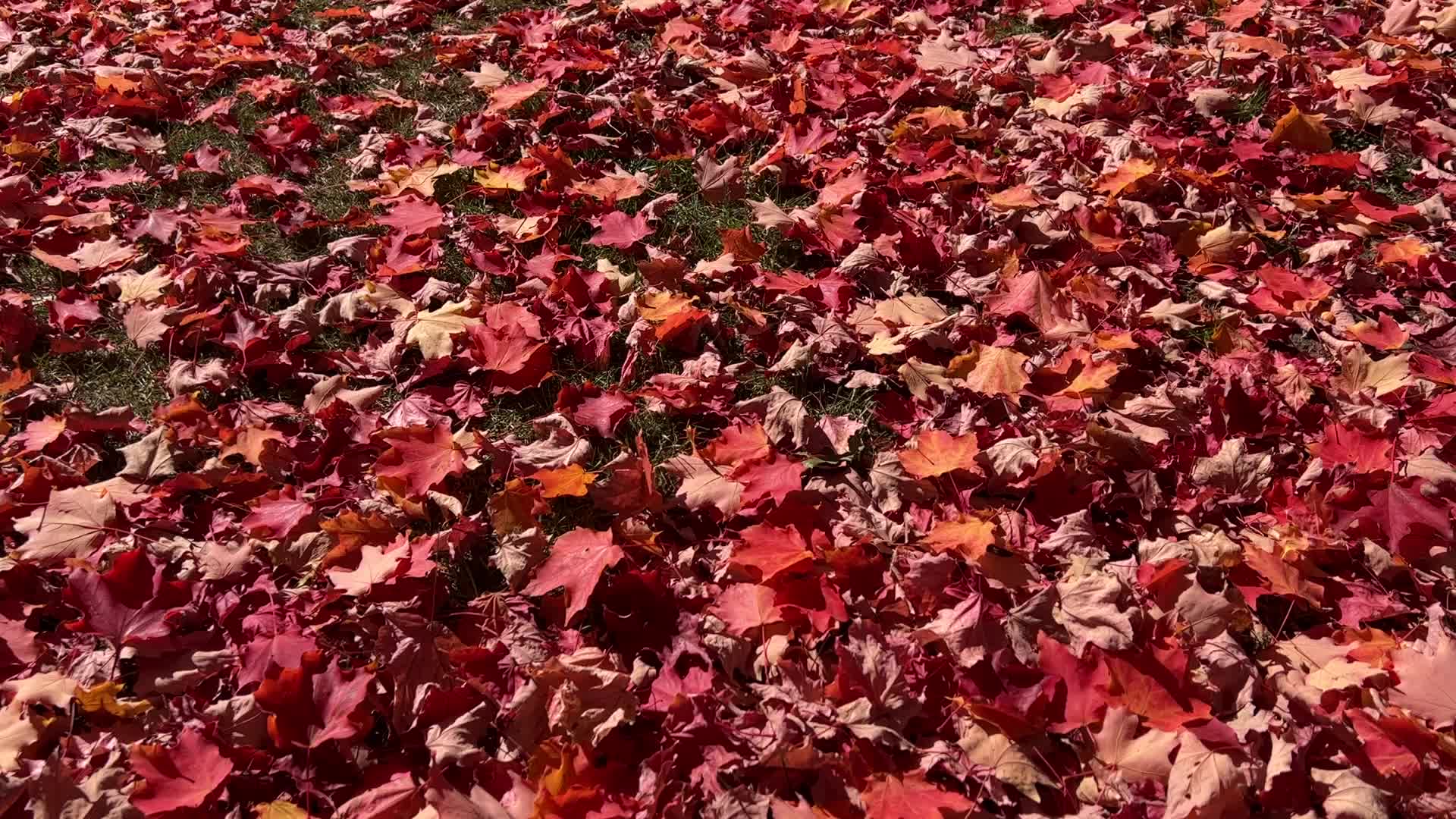 Autumn season in Canada