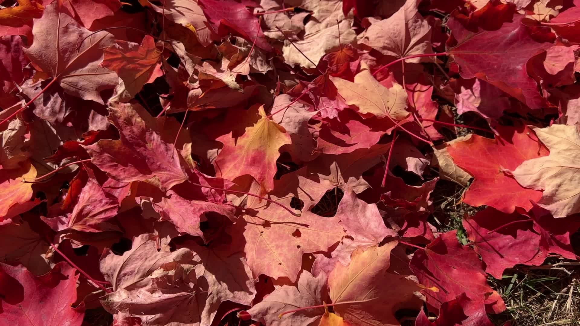 Autumn season in Canada