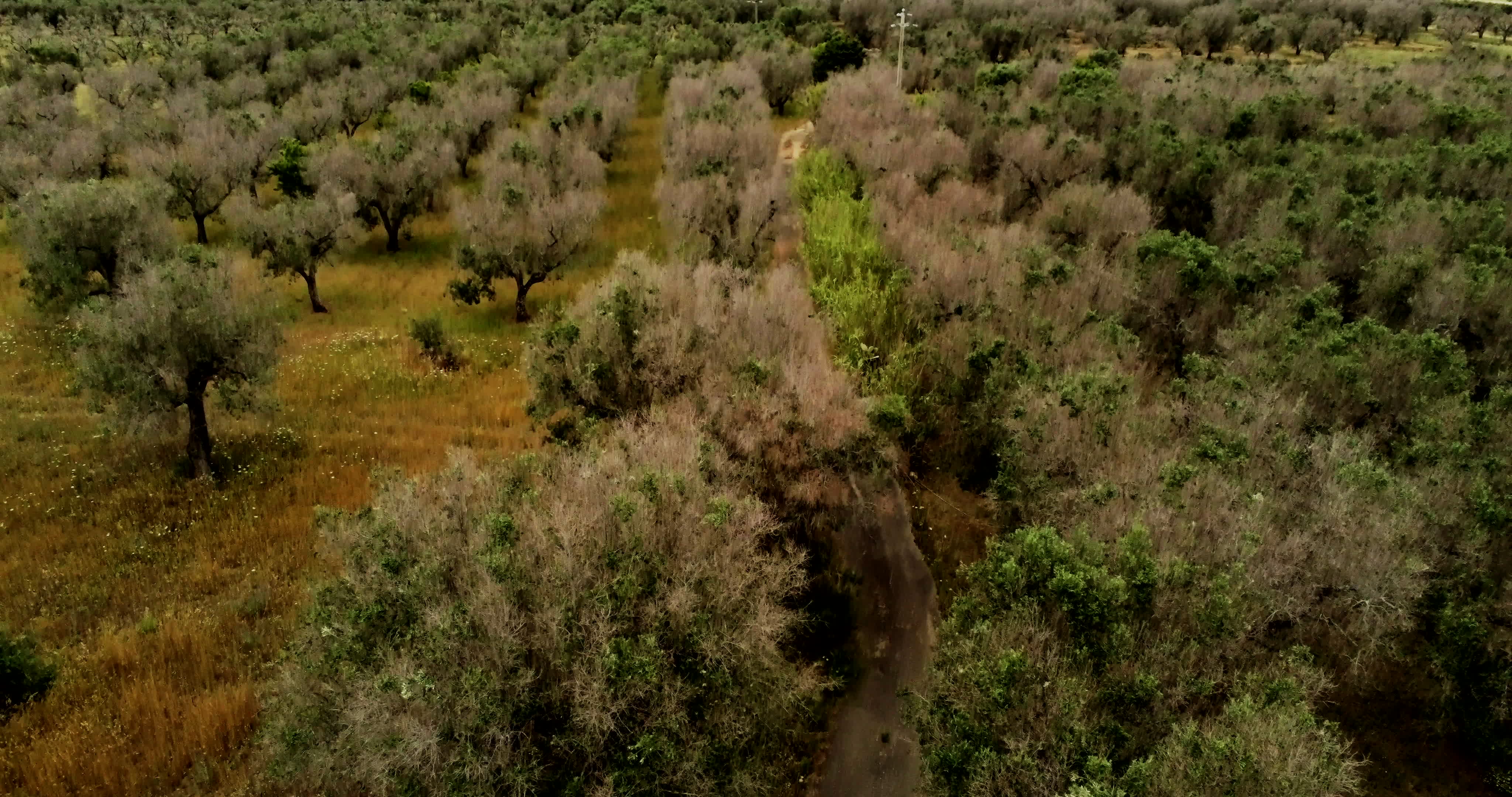 Italy's Olive Crisis