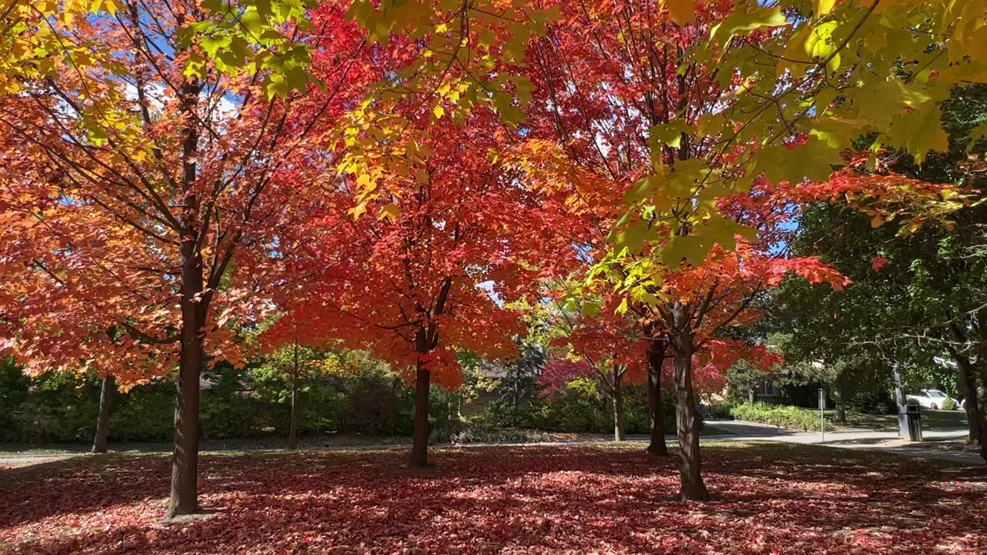 Autumn season in Canada