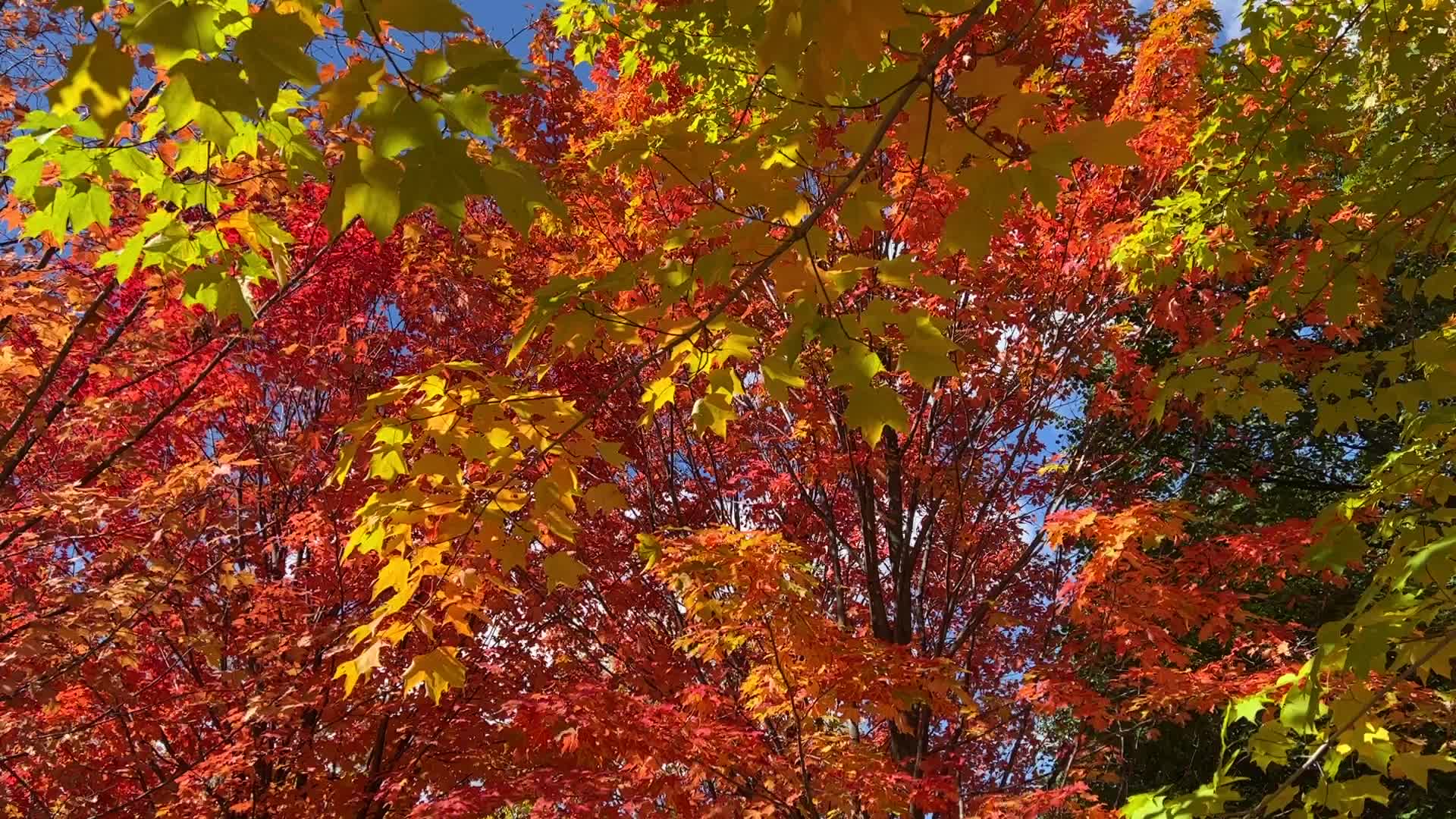 Autumn season in Canada