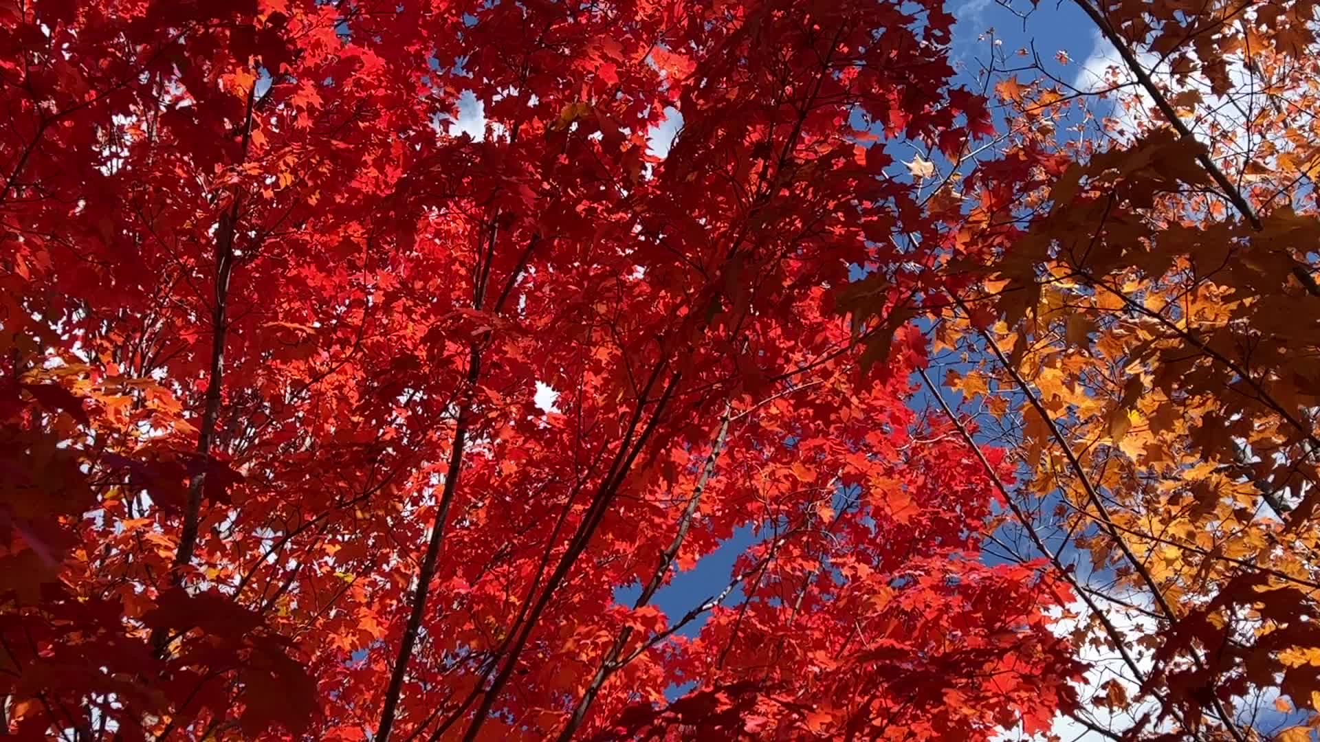 Autumn season in Canada