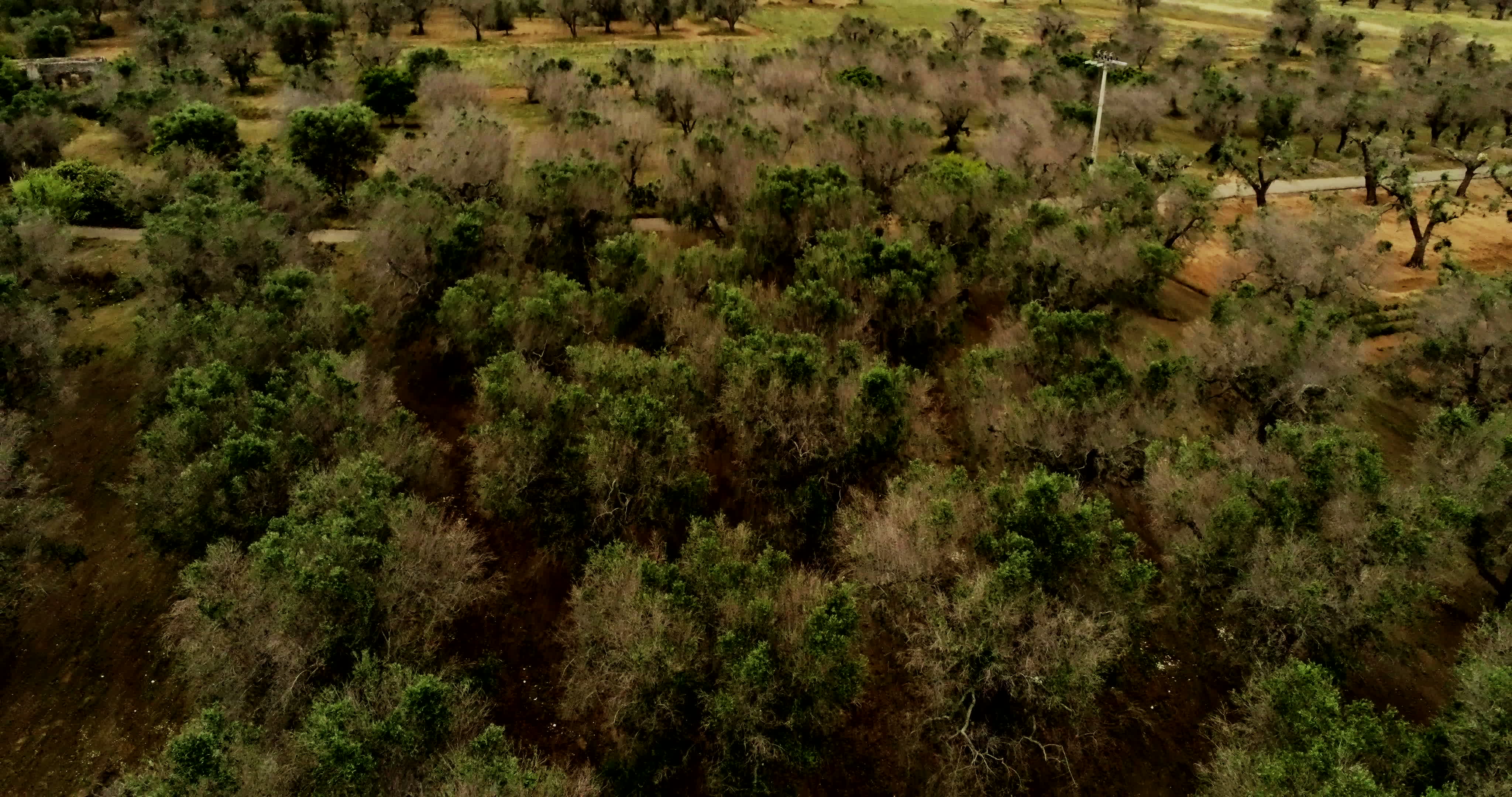 Italy's Olive Crisis