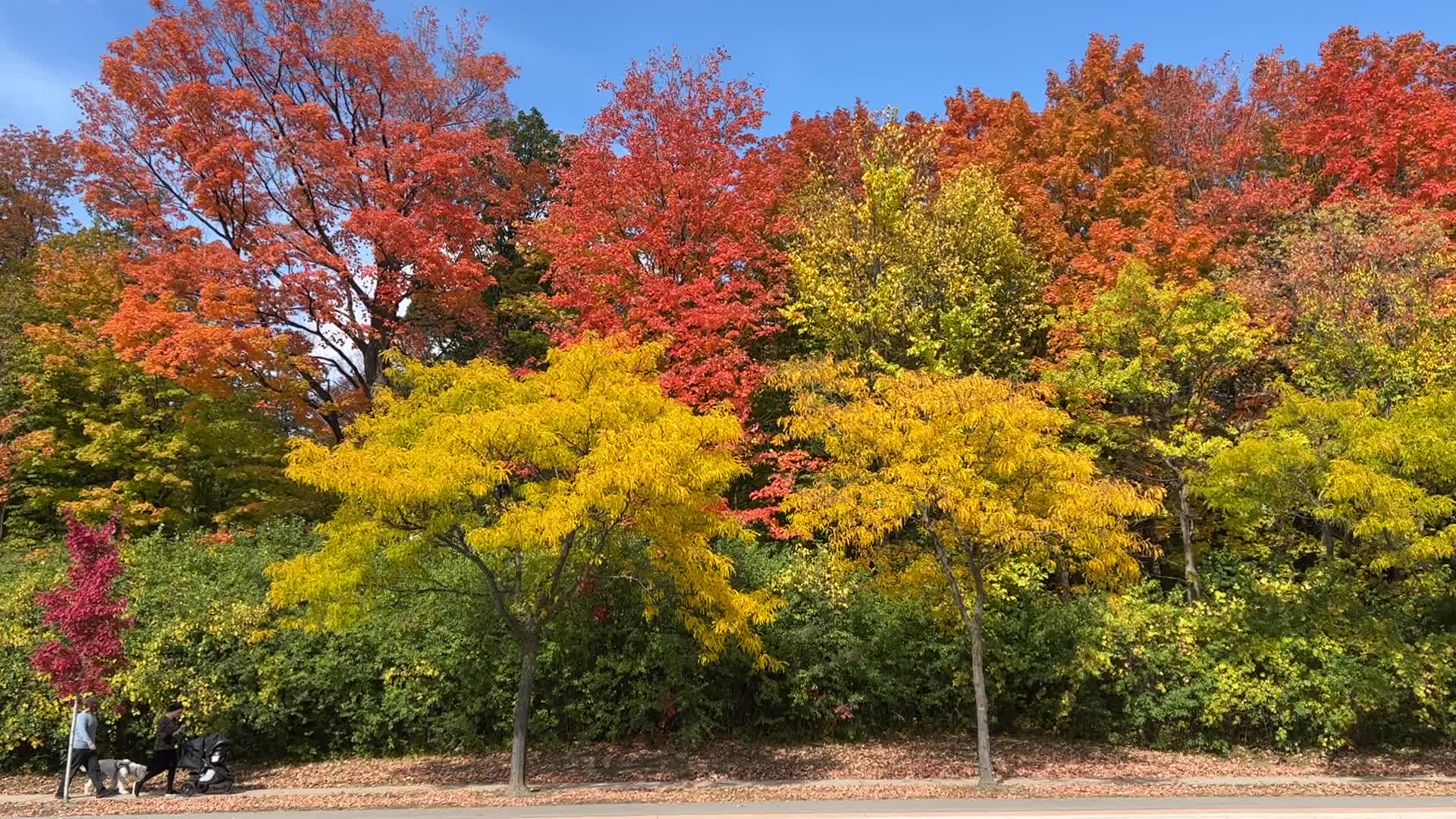 Autumn season in Canada