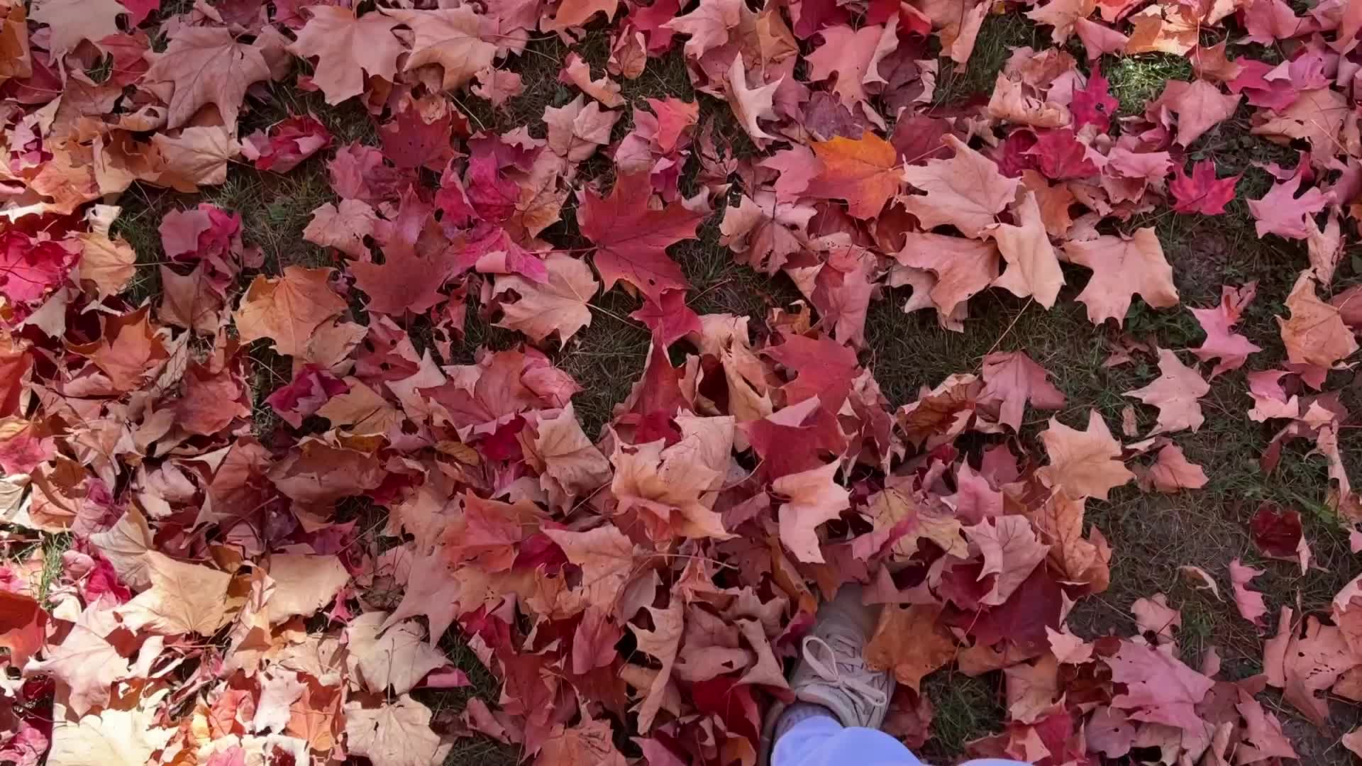 Autumn season in Canada