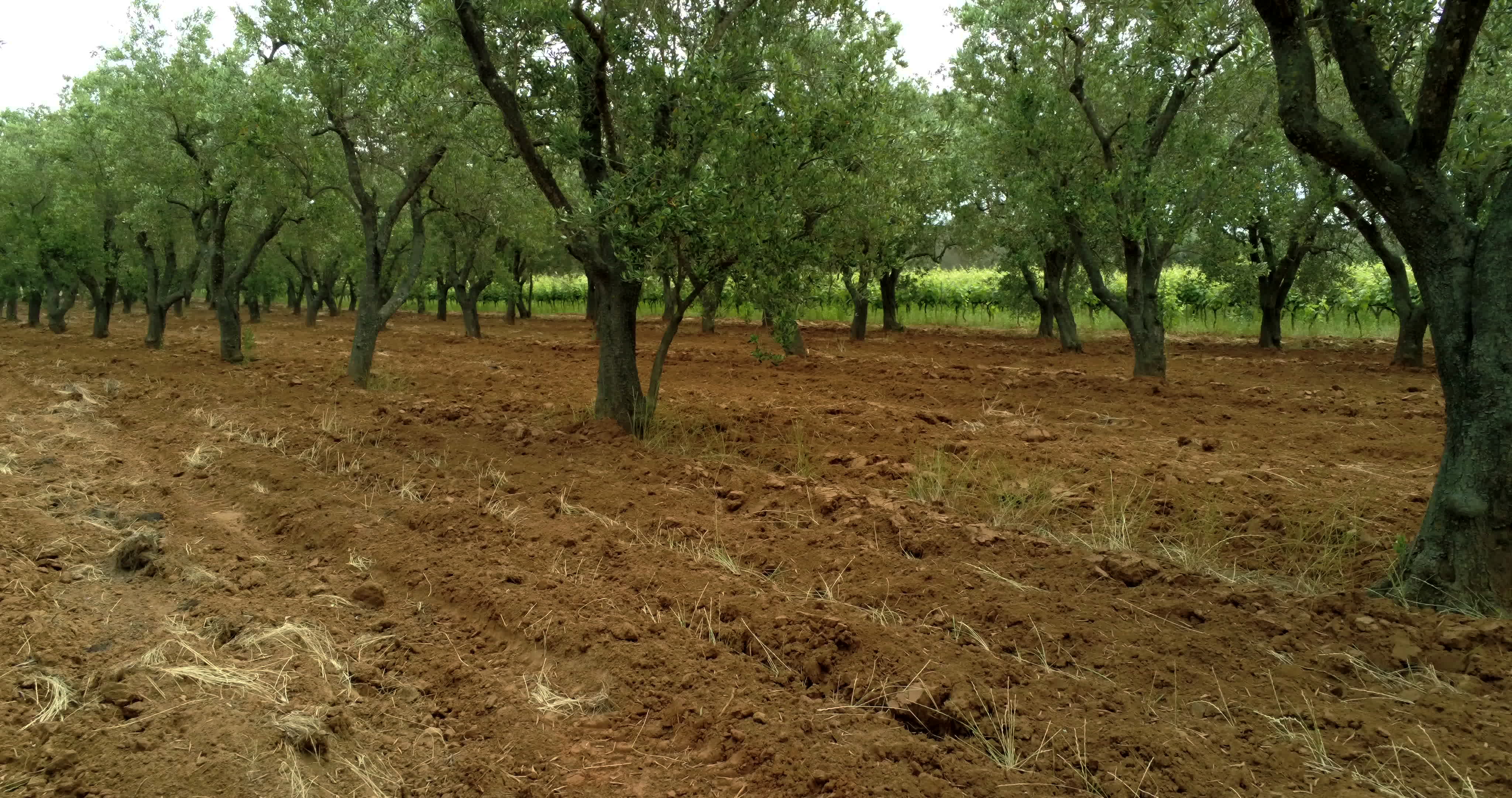 Italy's Olive Crisis