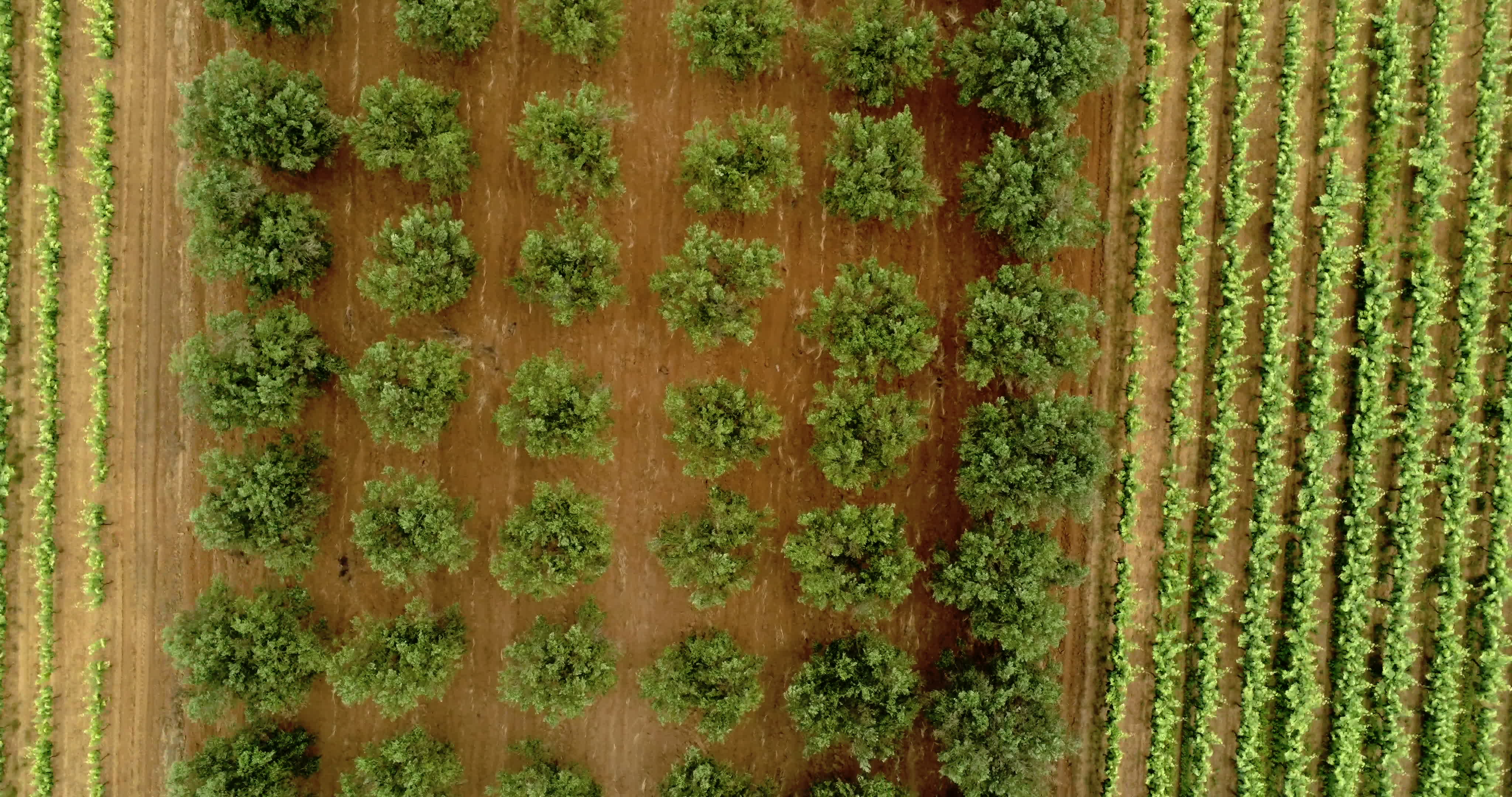 Italy's Olive Crisis