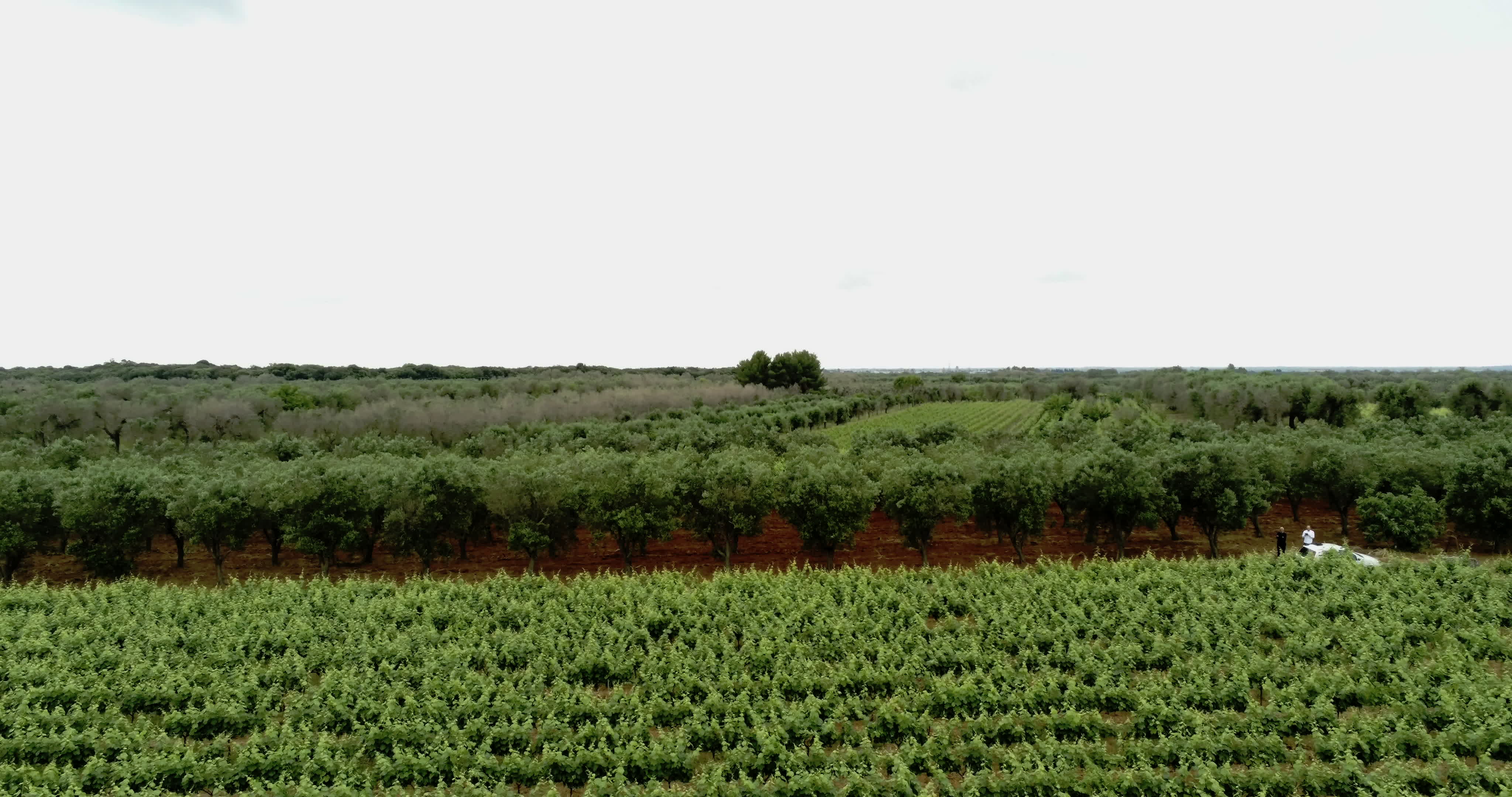 Italy's Olive Crisis