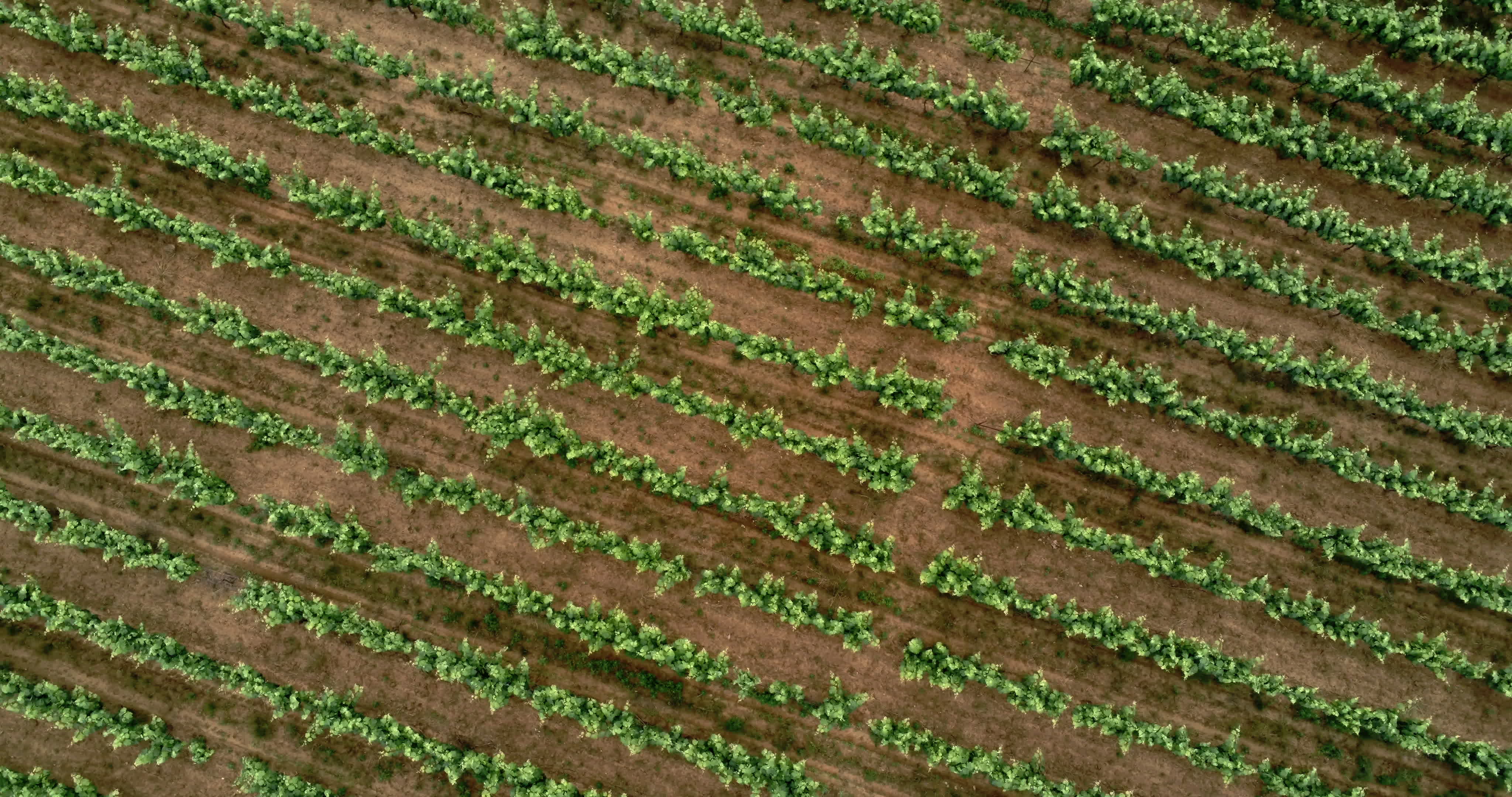 Italy's Olive Crisis