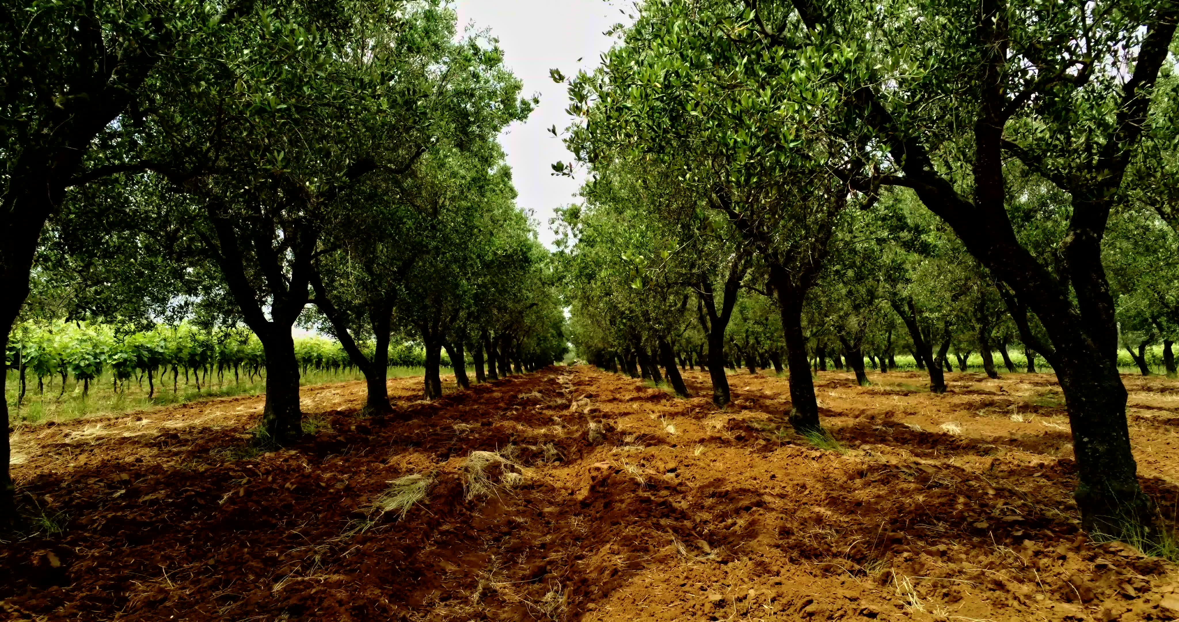 Italy's Olive Crisis