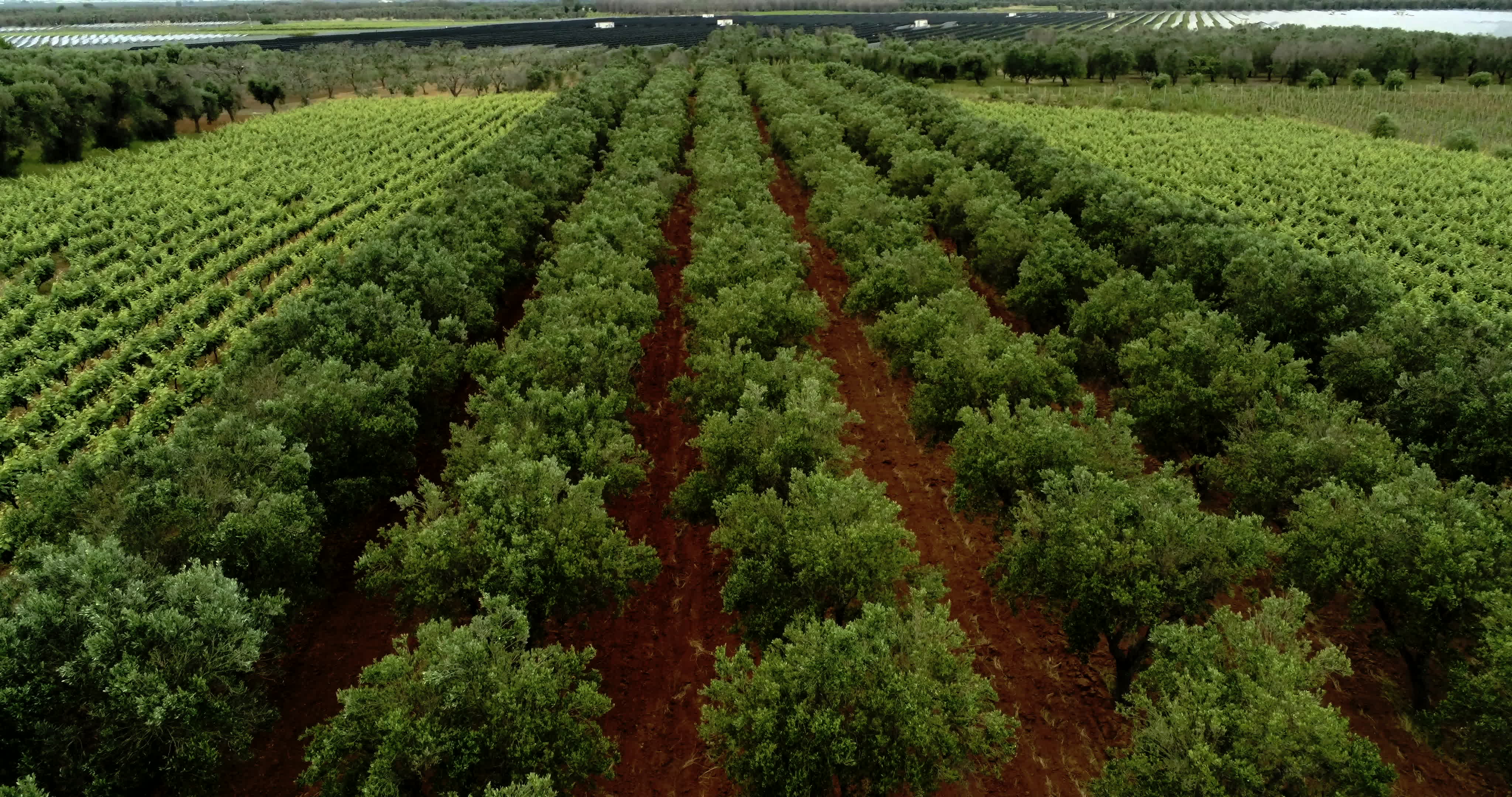 Italy's Olive Crisis