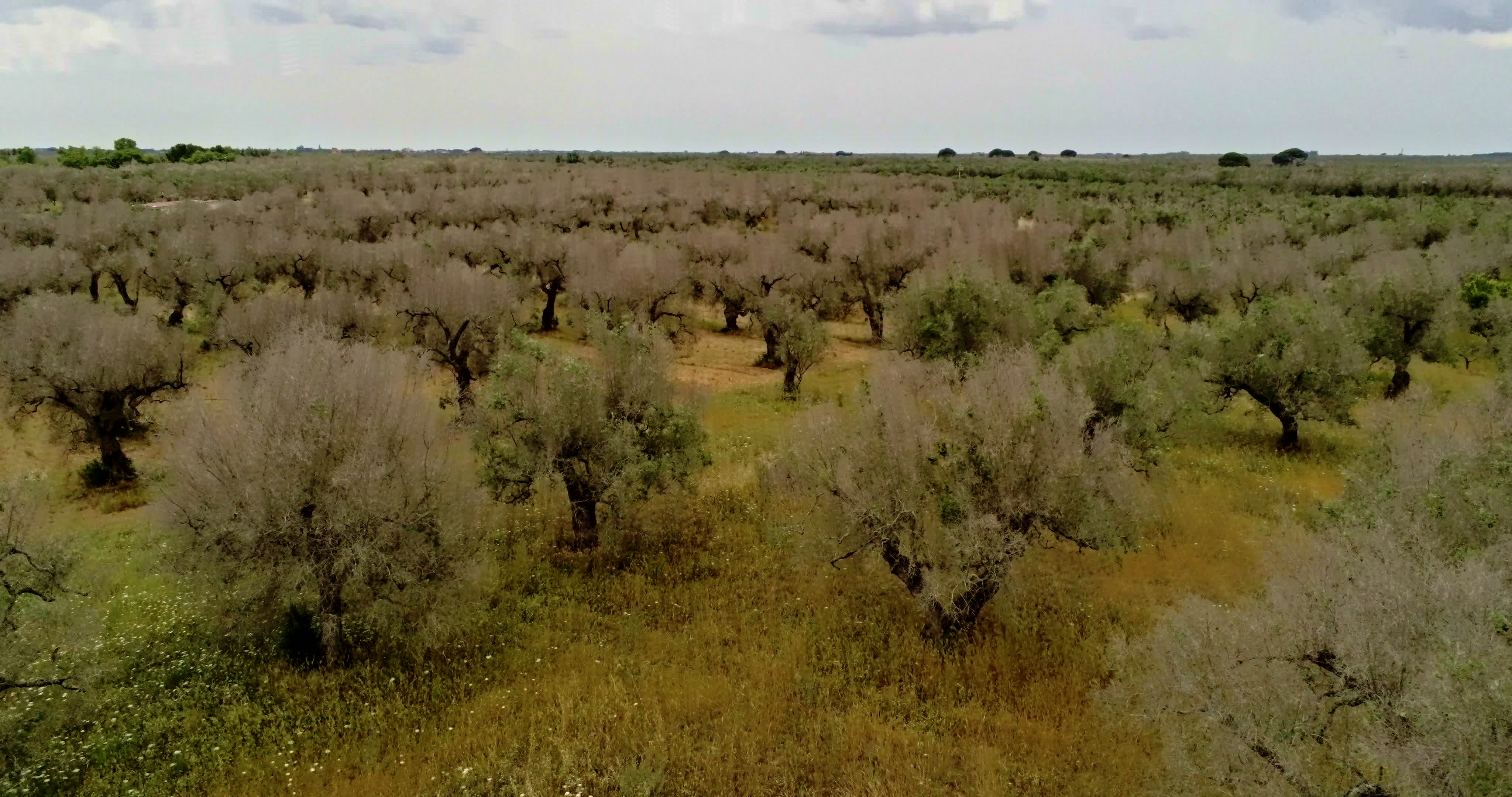 Italy's Olive Crisis
