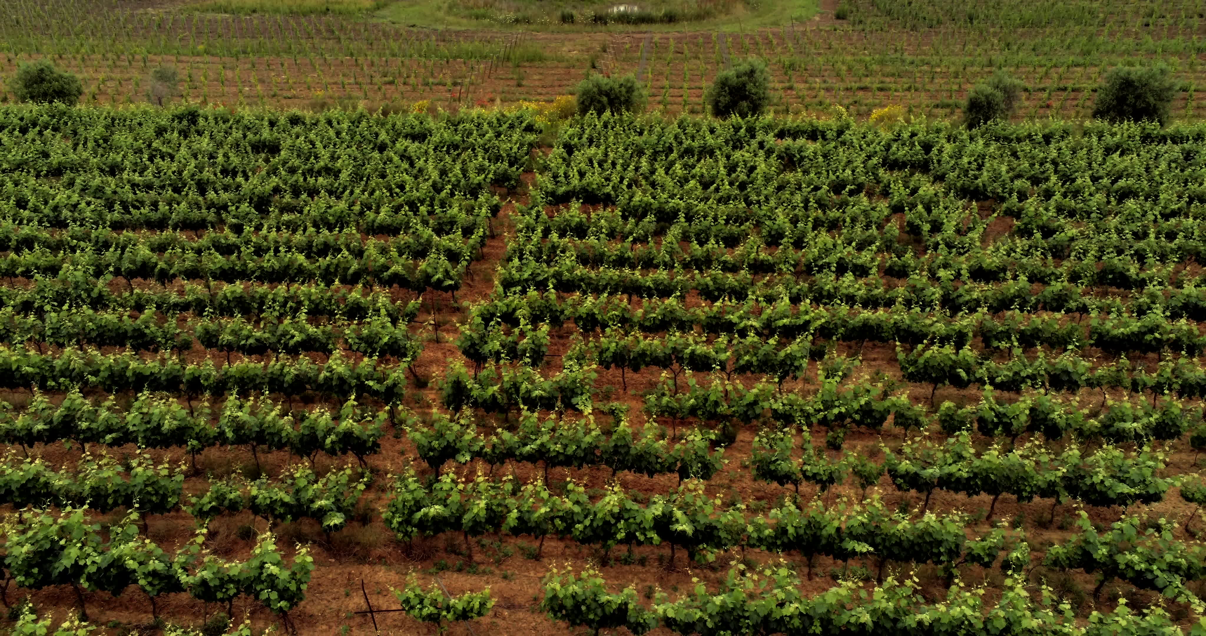 Italy's Olive Crisis