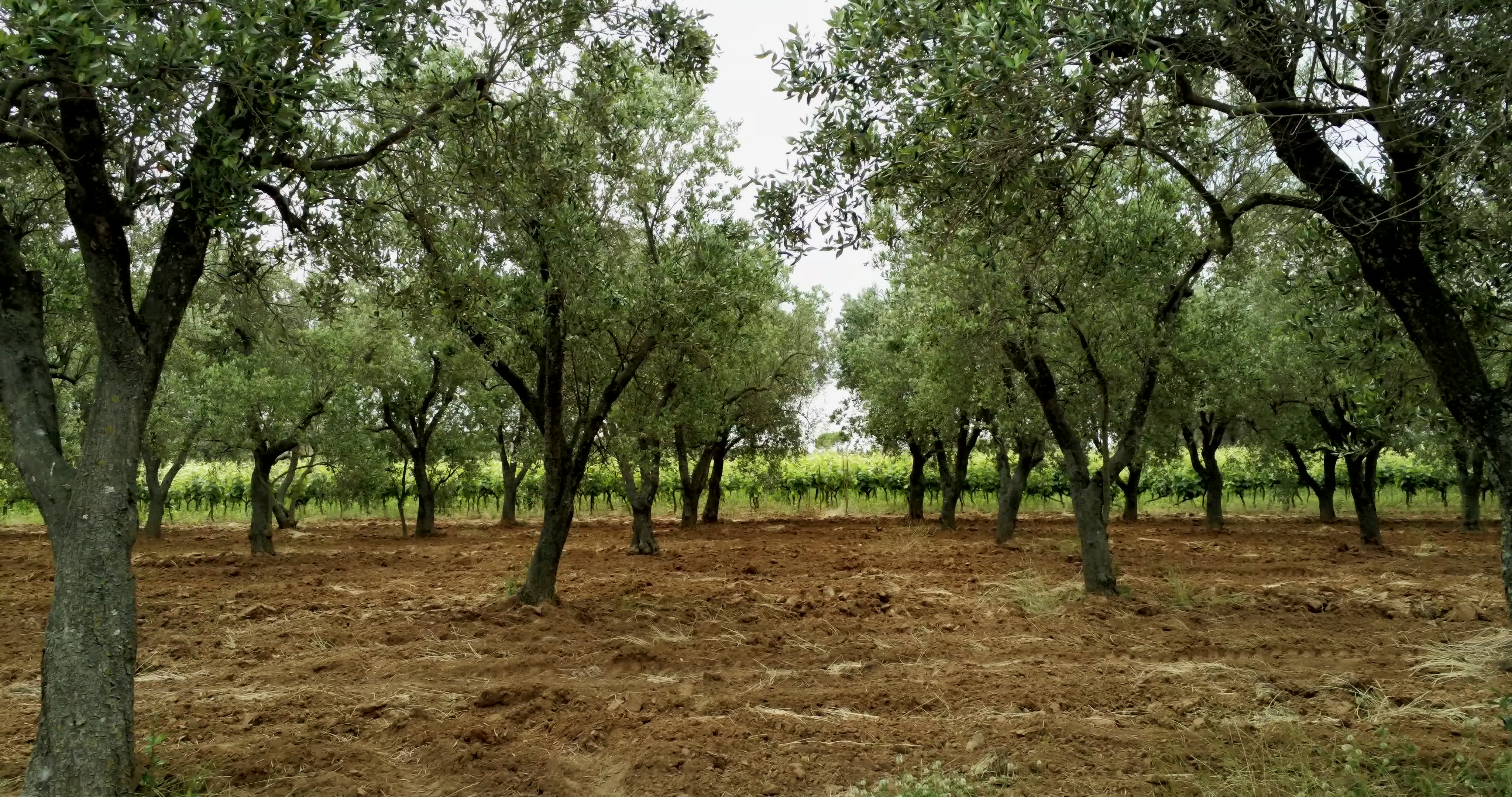 Italy's Olive Crisis