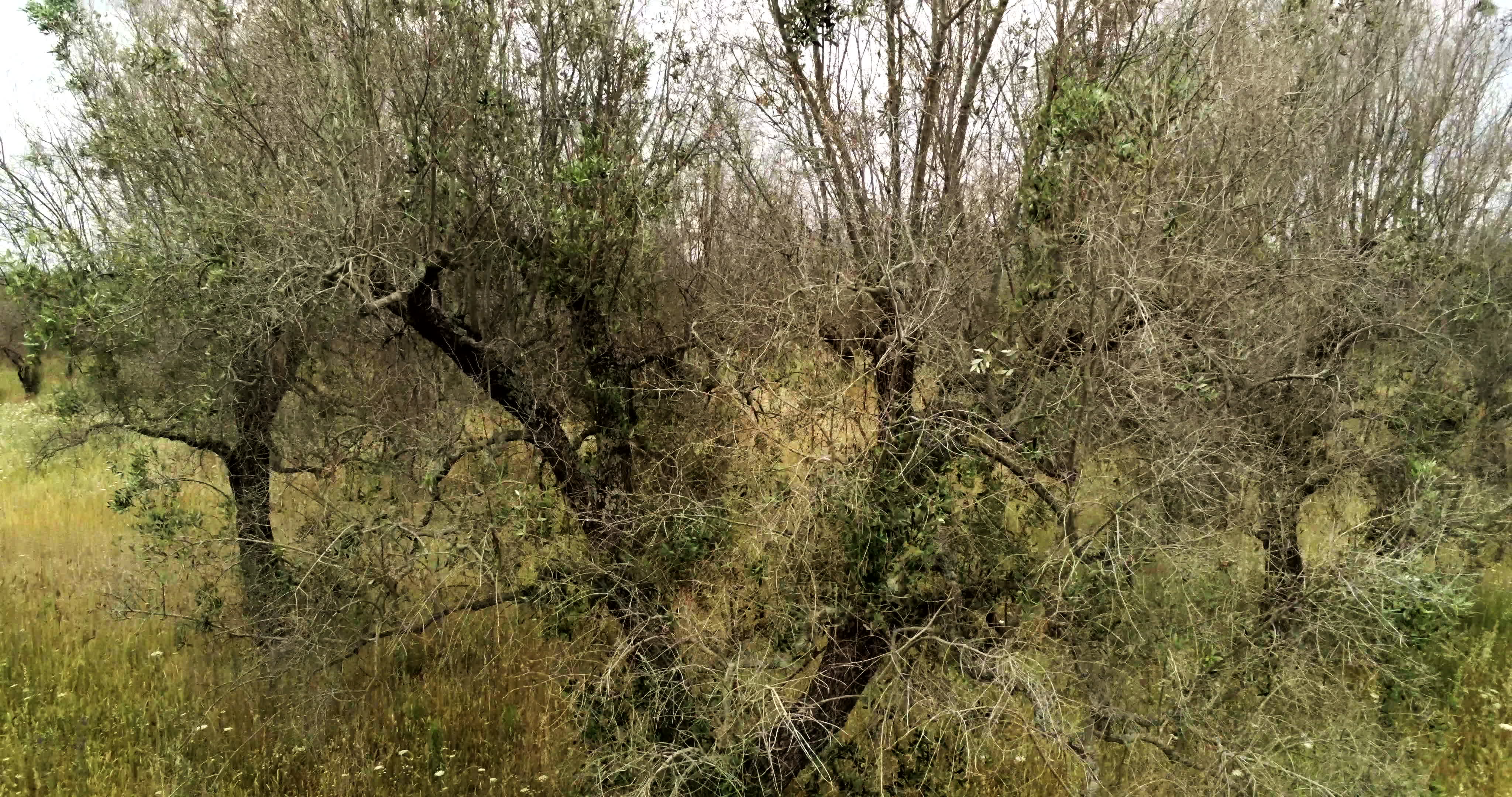 Italy's Olive Crisis