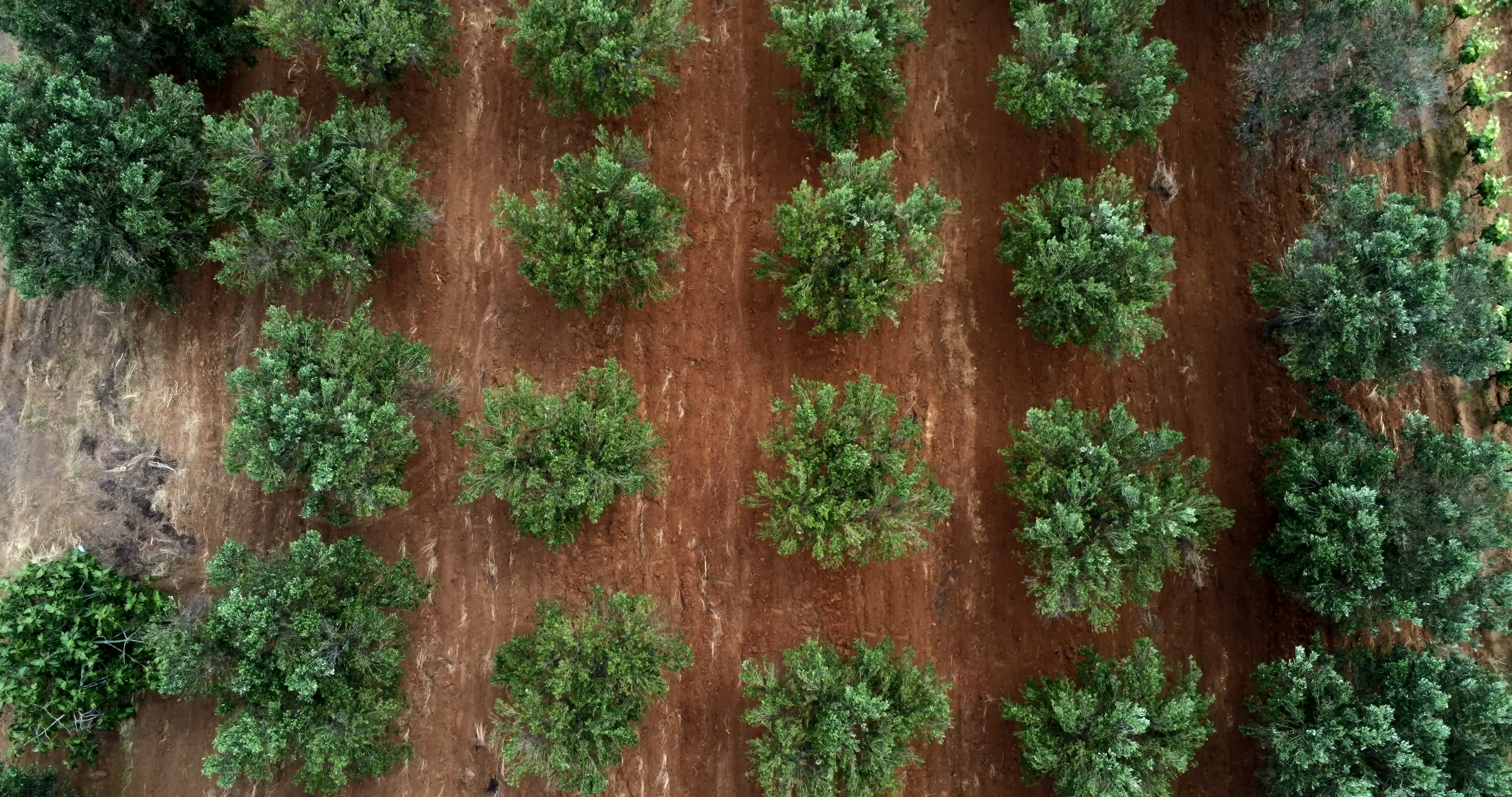 Italy's Olive Crisis