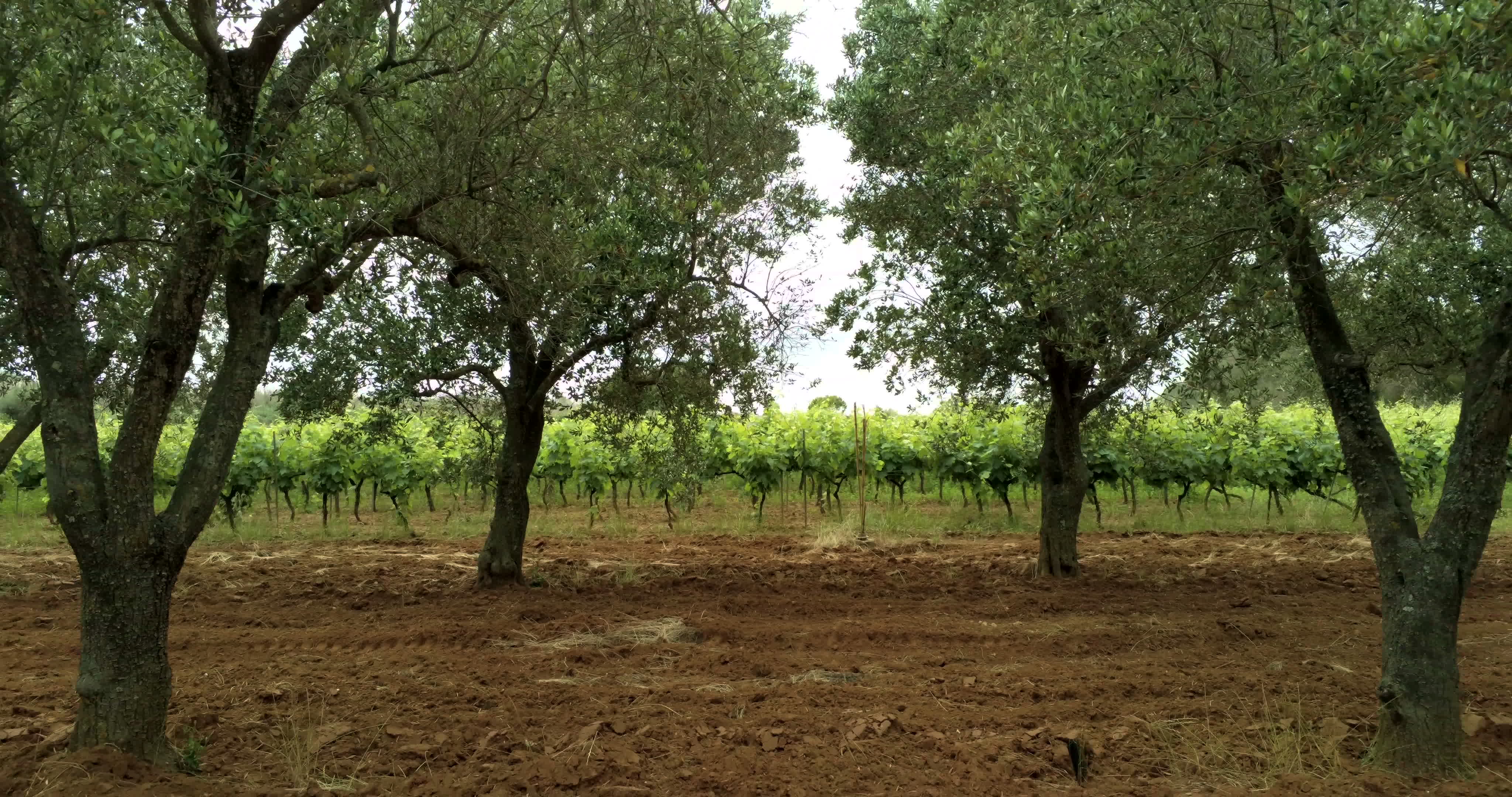 Italy's Olive Crisis