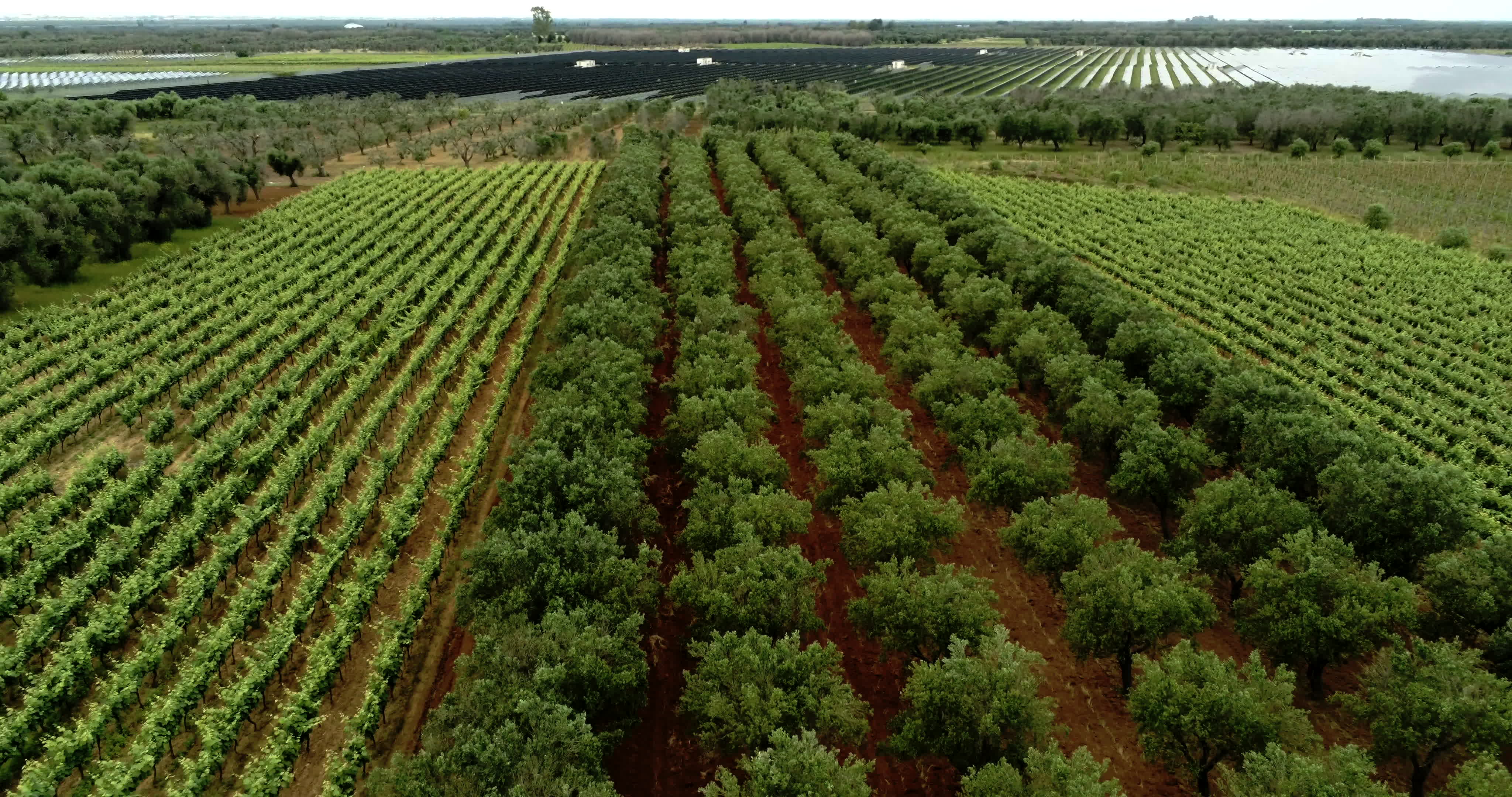 Italy's Olive Crisis
