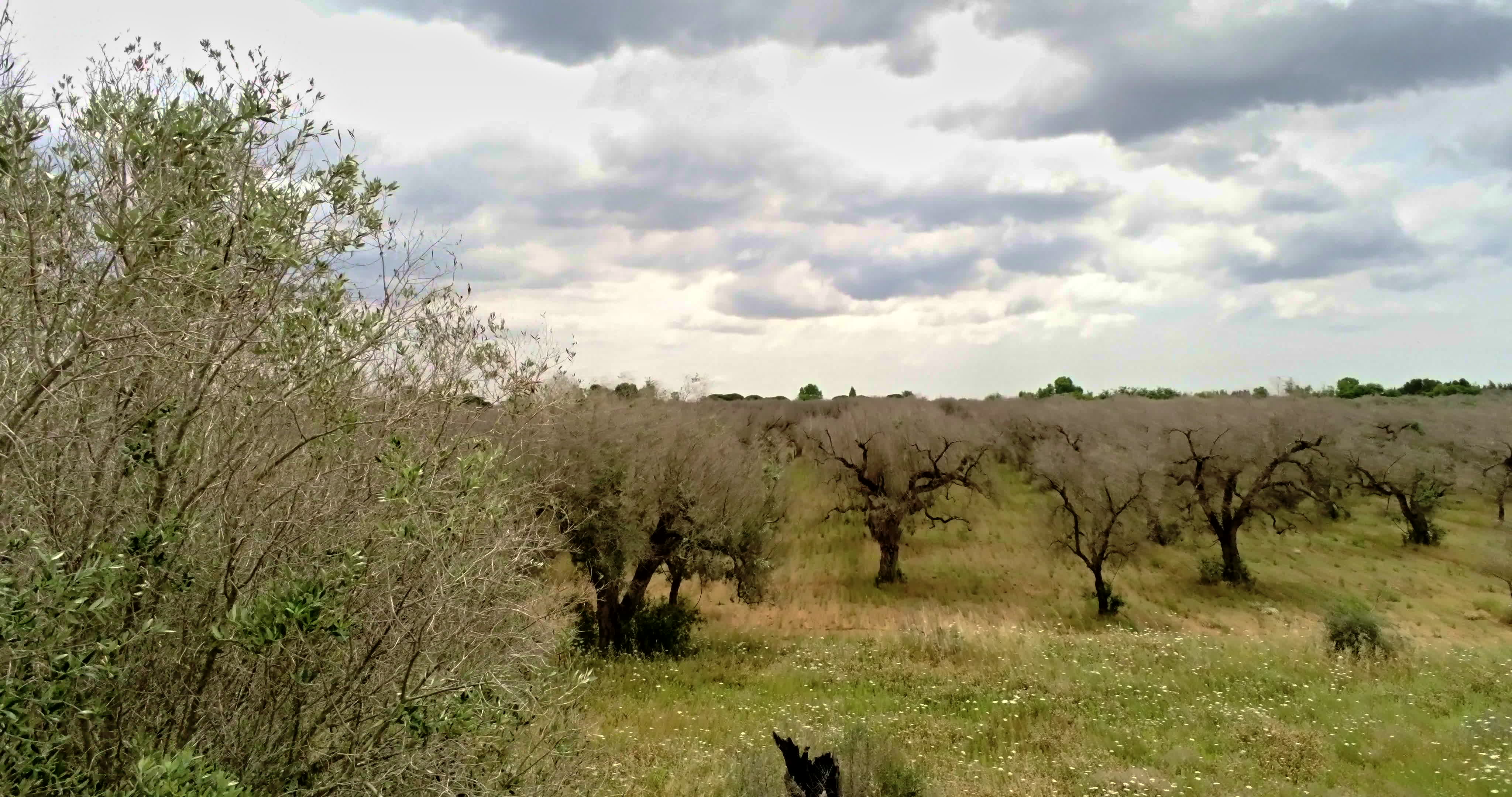 Italy's Olive Crisis
