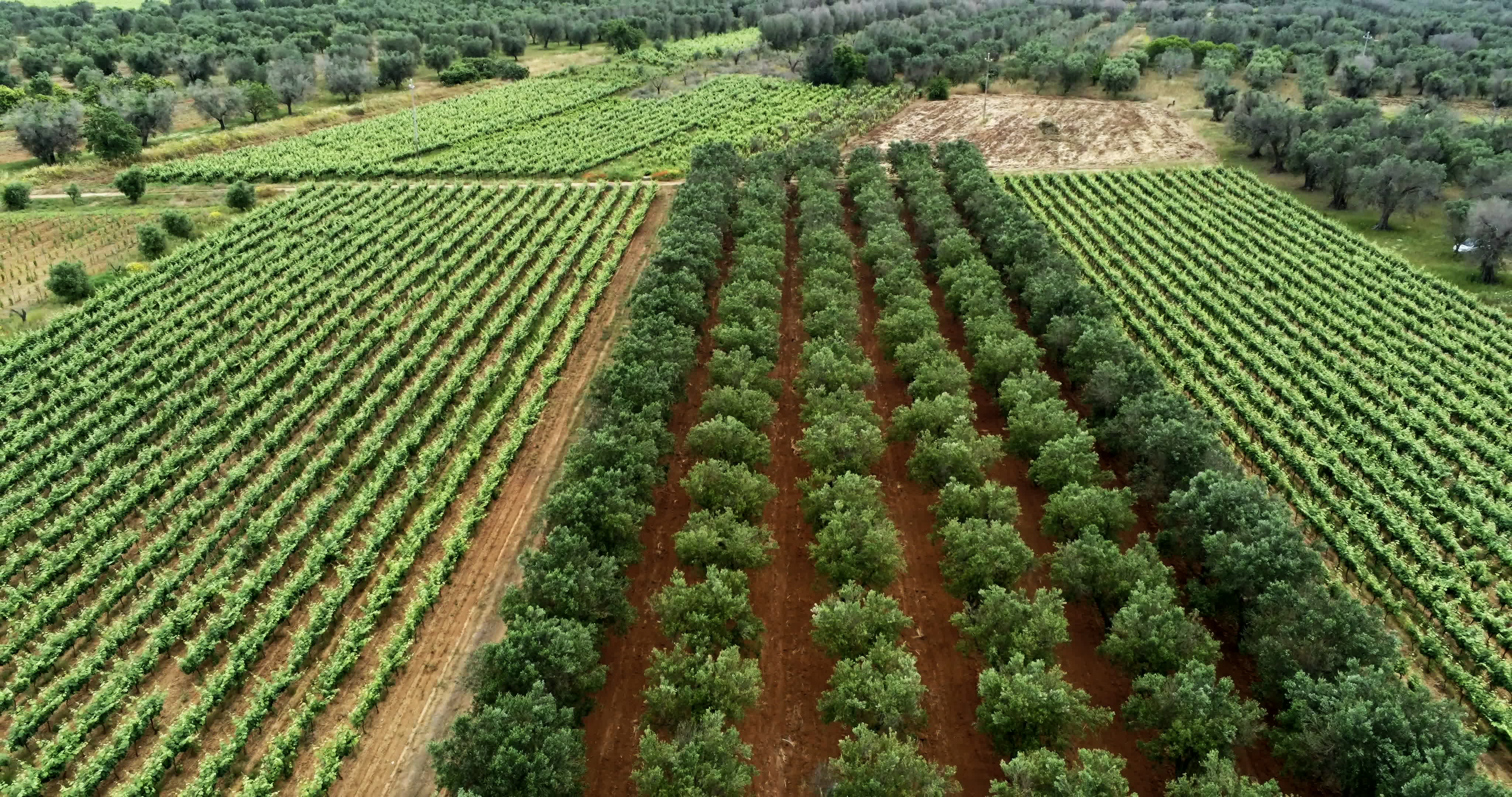 Italy's Olive Crisis