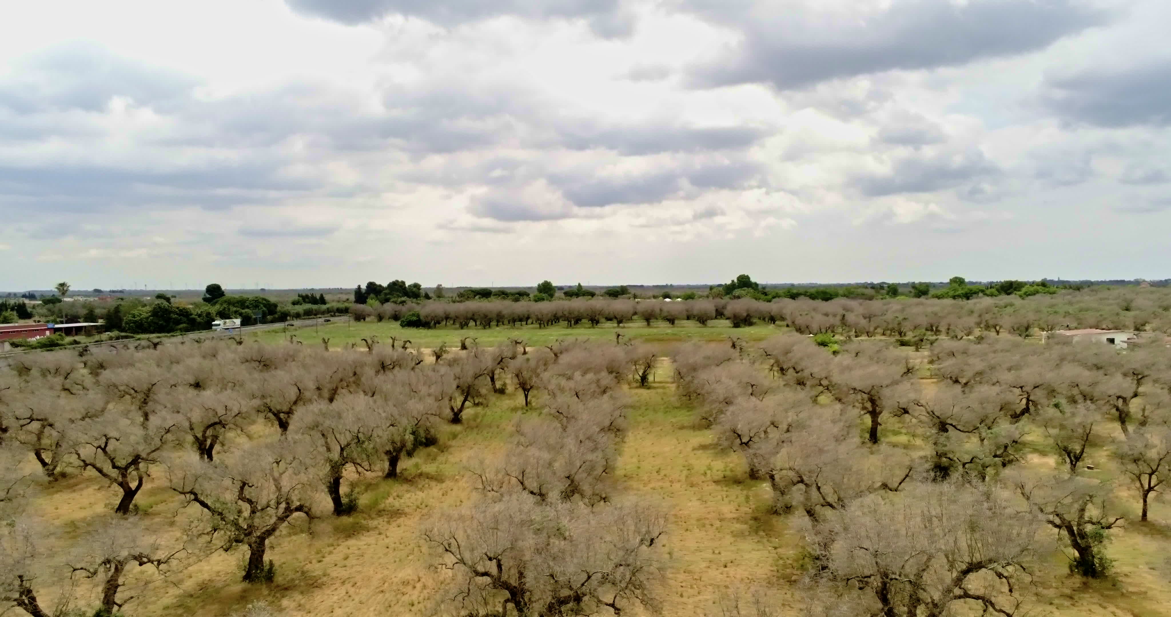 Italy's Olive Crisis