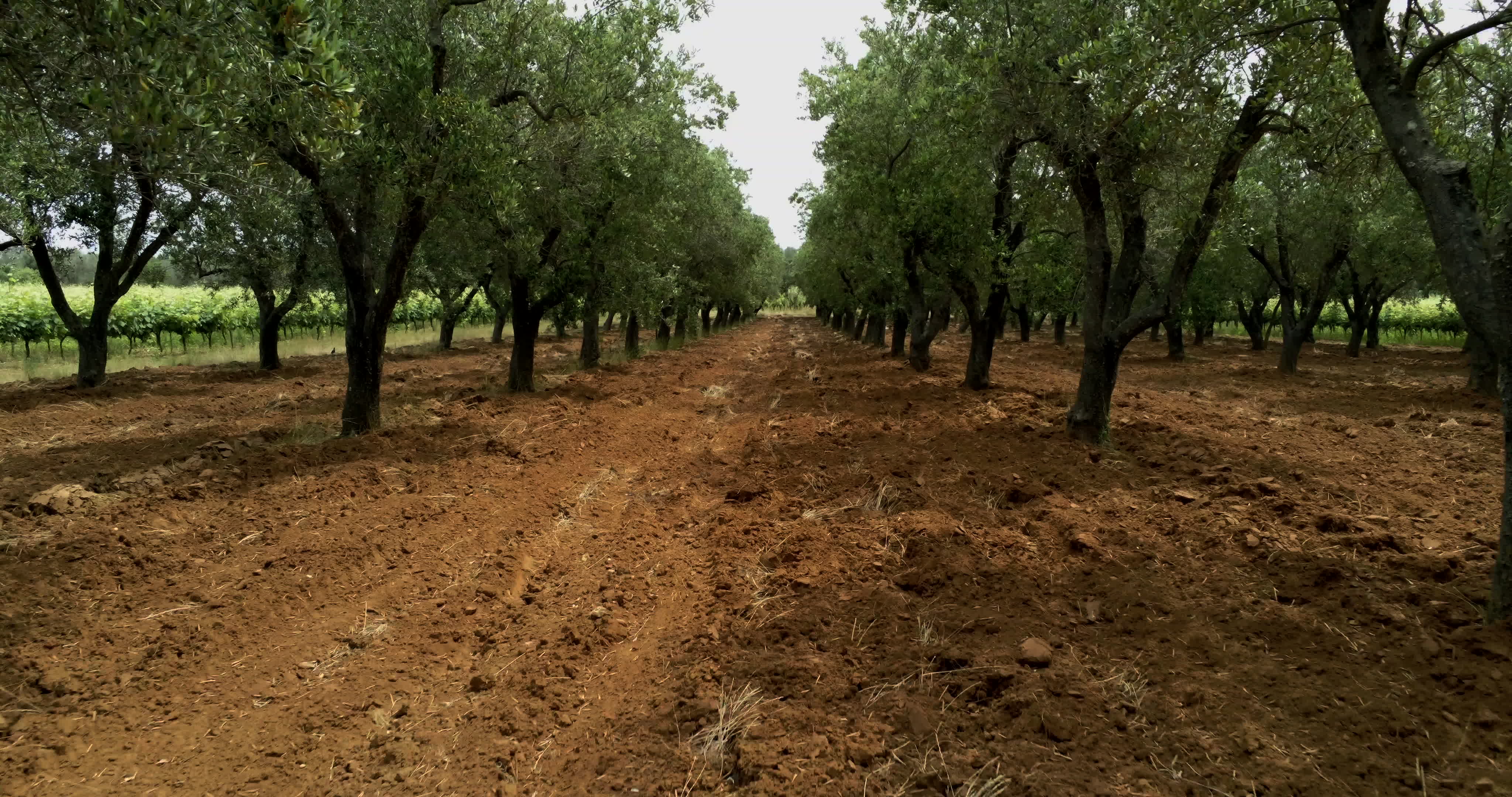 Italy's Olive Crisis