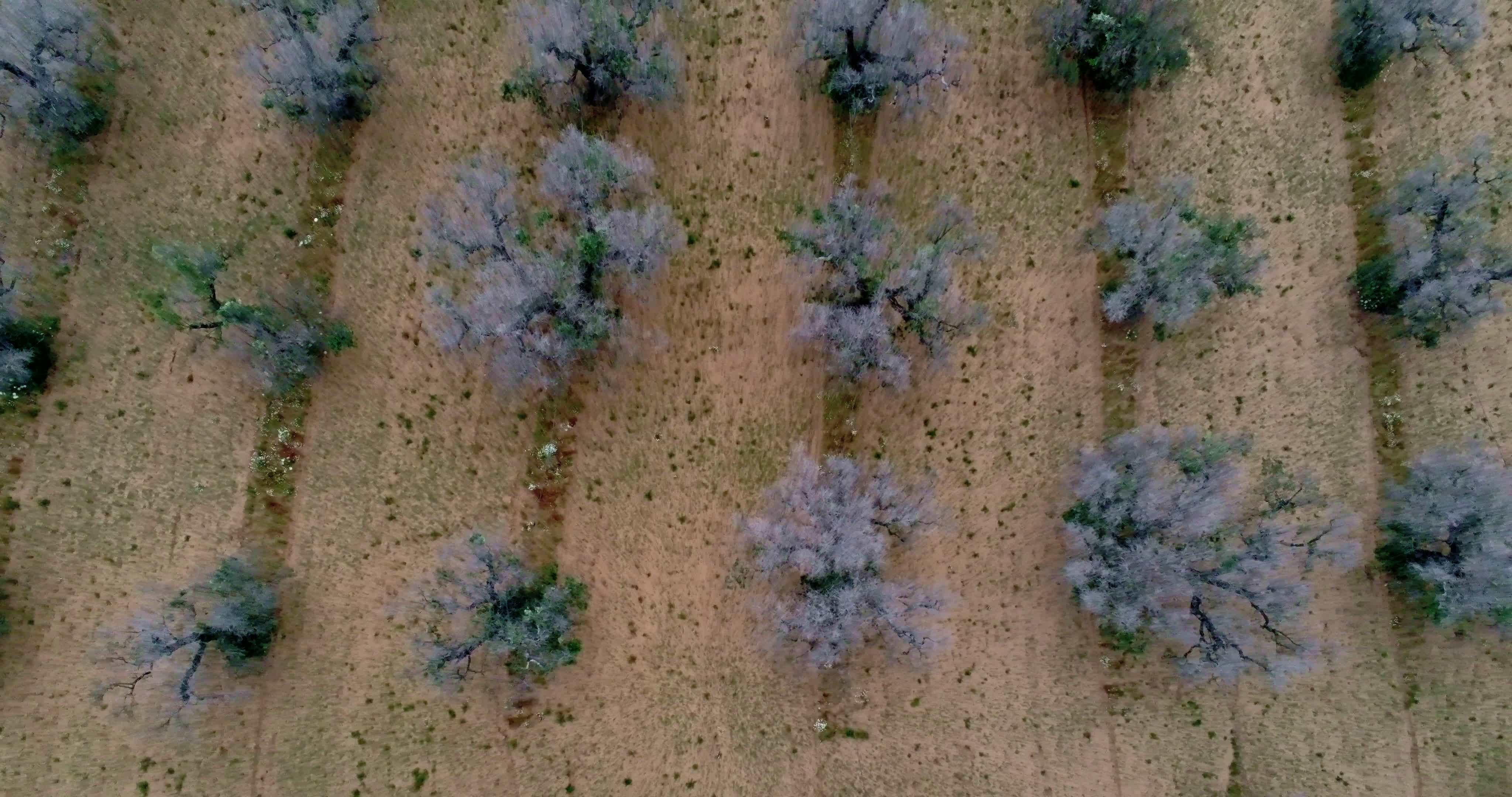 Italy's Olive Crisis