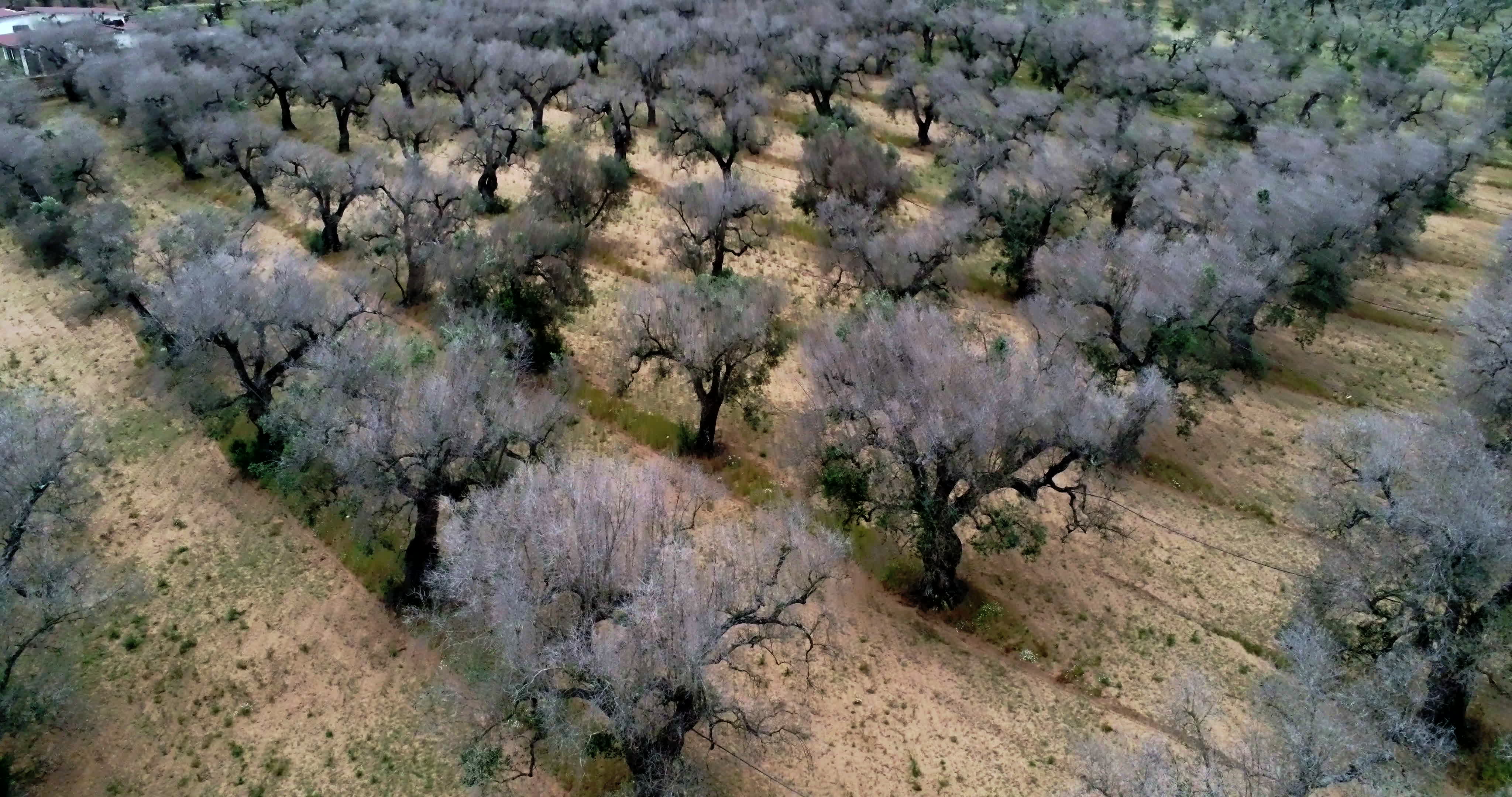 Italy's Olive Crisis