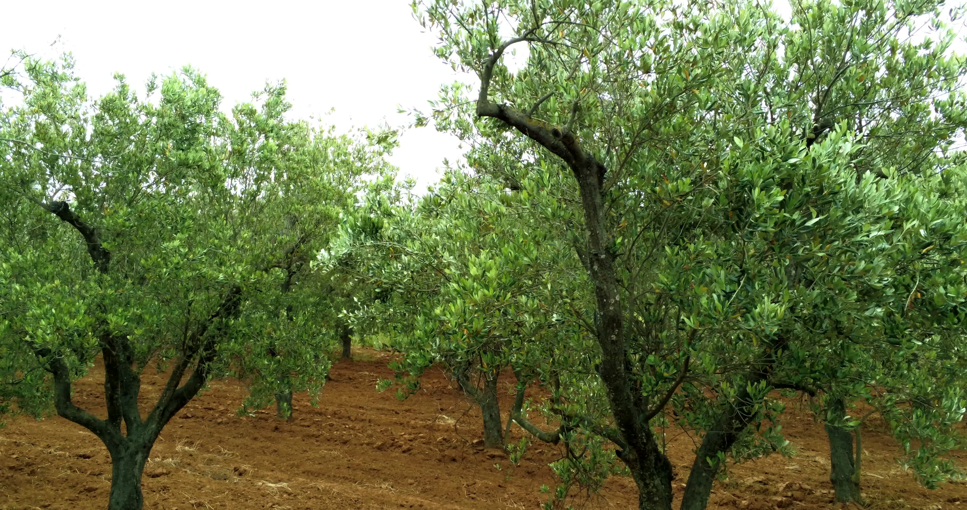 Italy's Olive Crisis