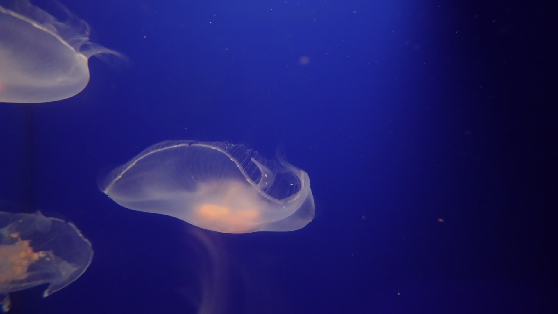 Aquarium Of Livorno, Italy