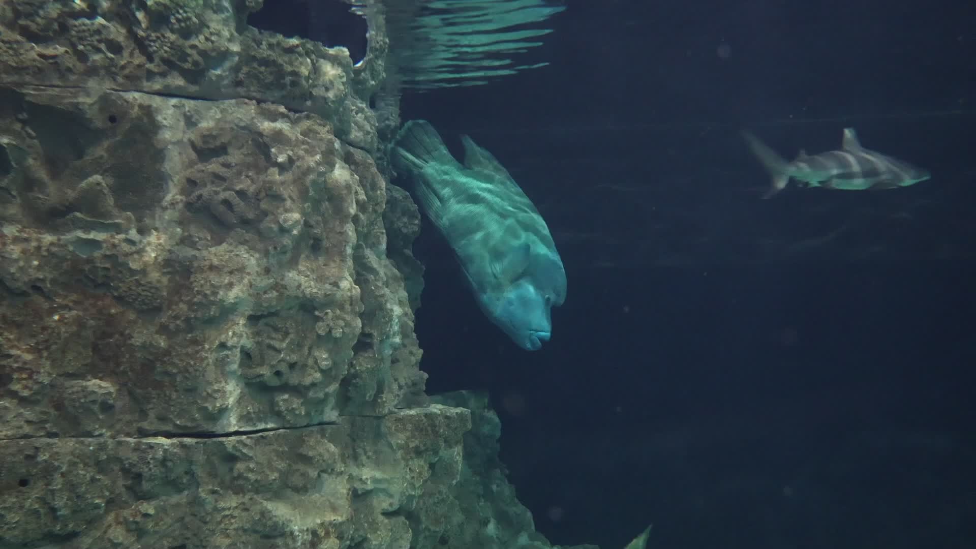 Aquarium Of Livorno, Italy