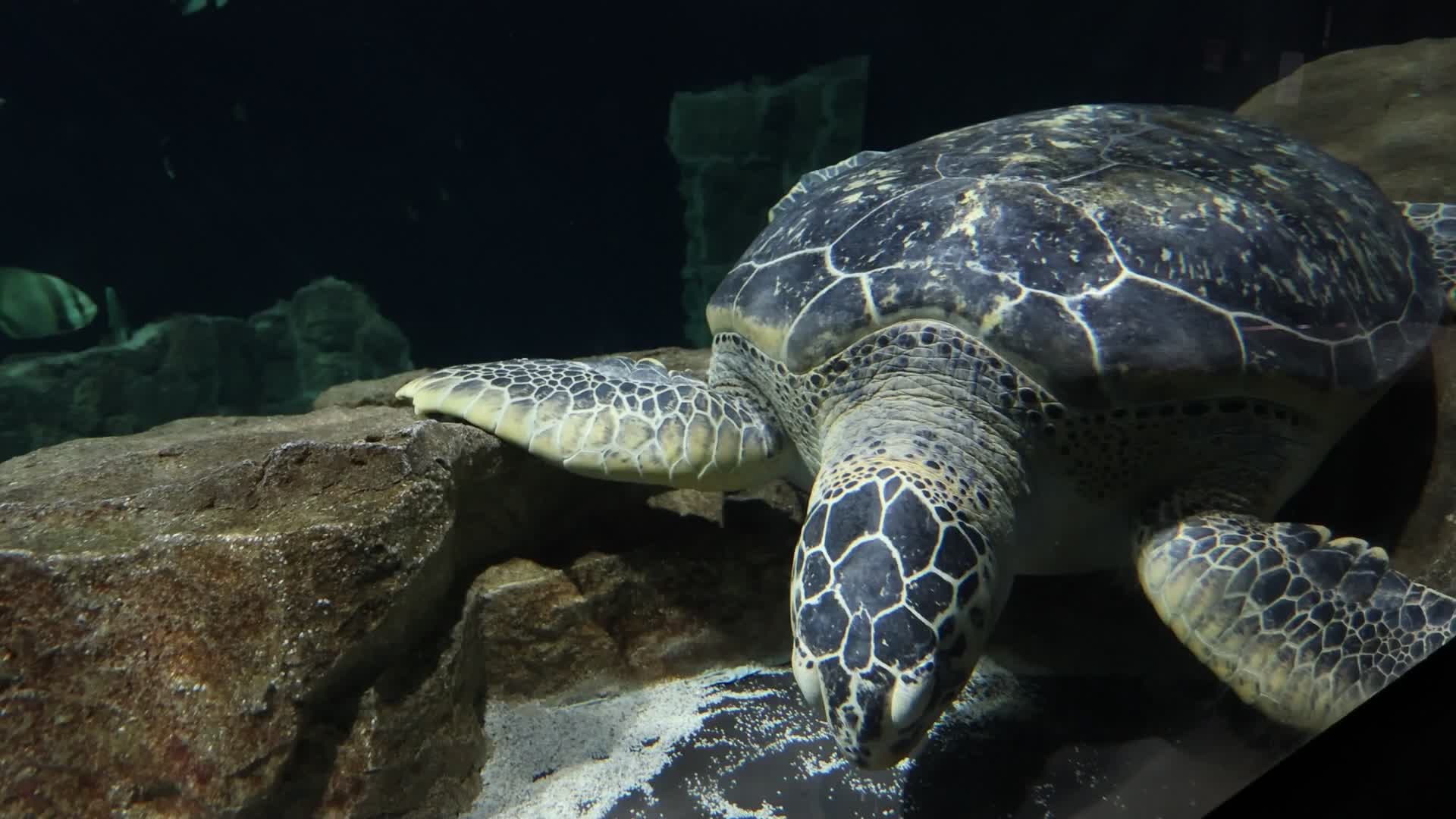 Aquarium Of Livorno, Italy