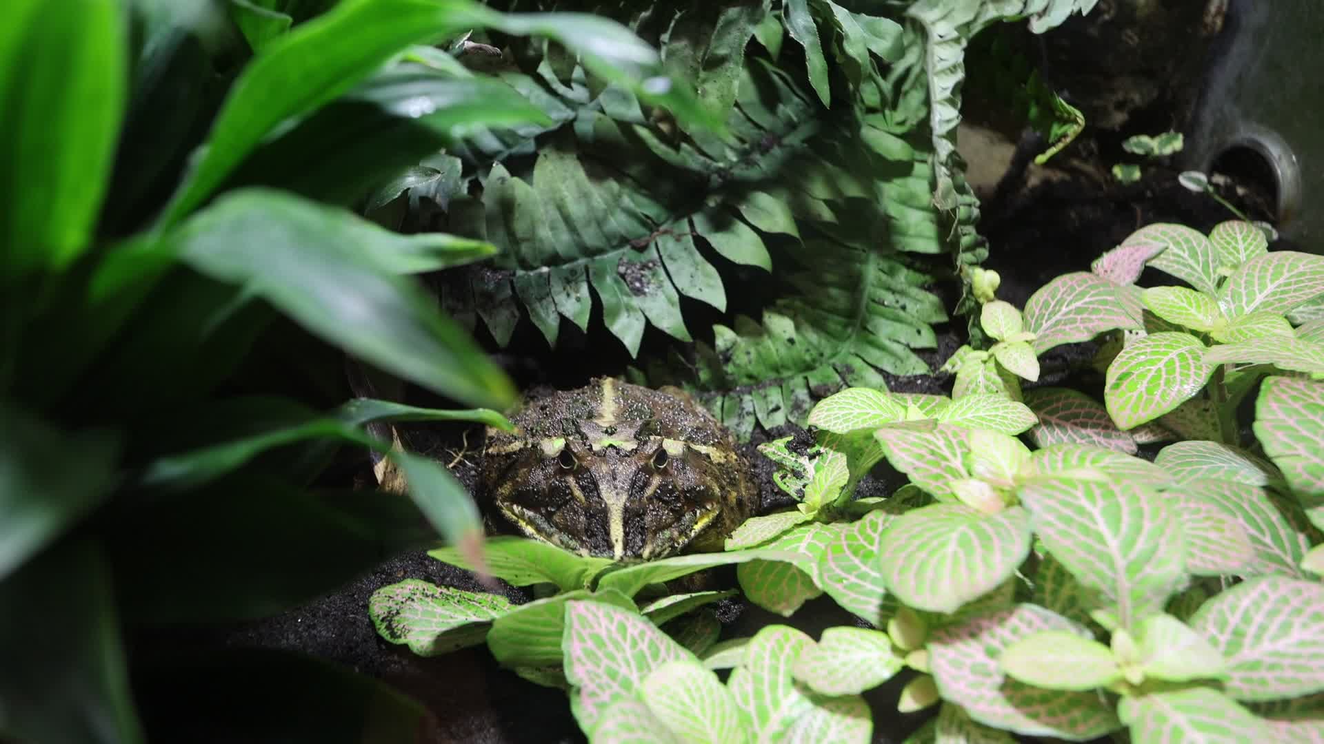 Aquarium Of Livorno, Italy