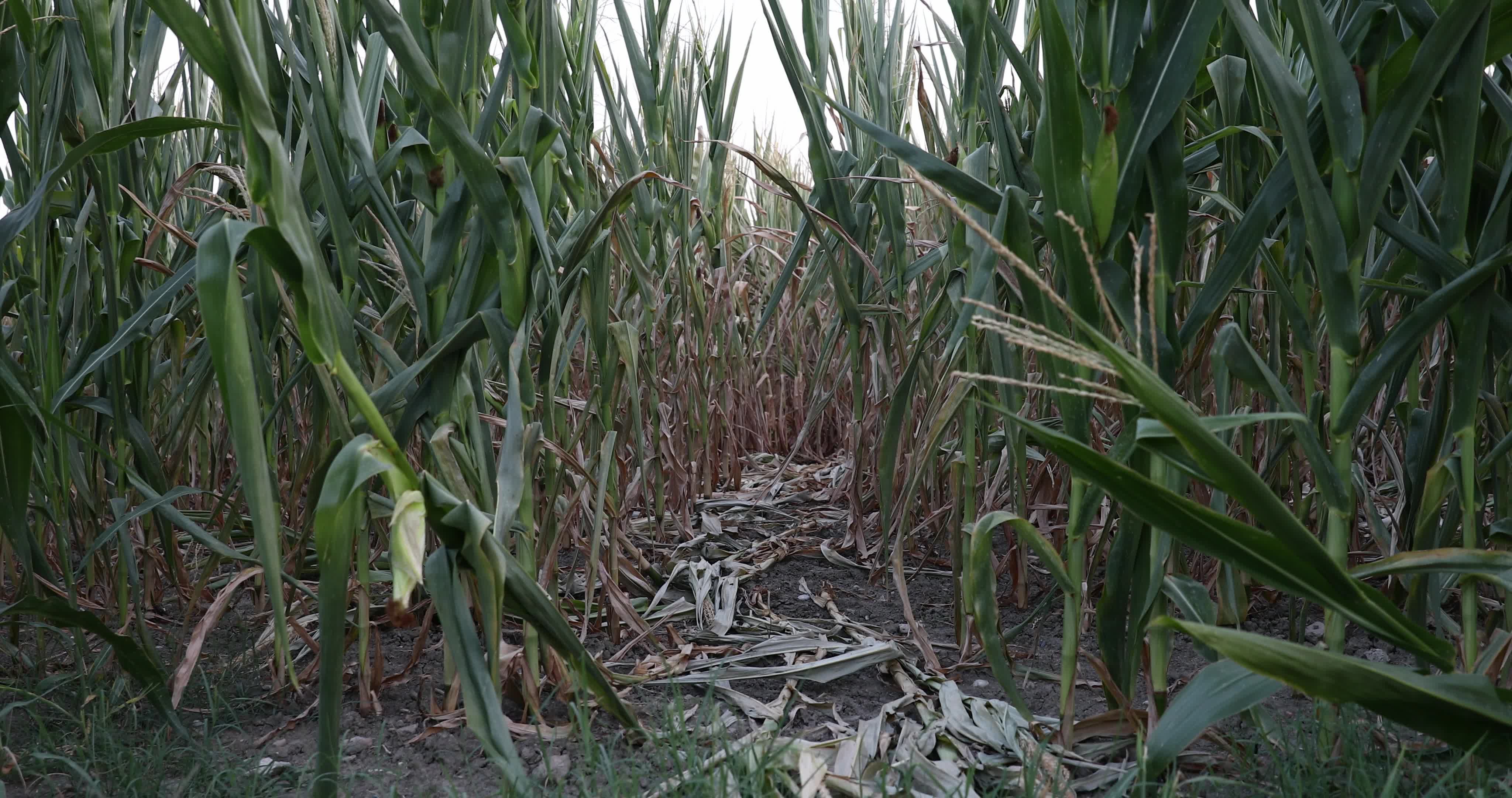 Drought: Italy Warns a Third of Farm Production At Risk