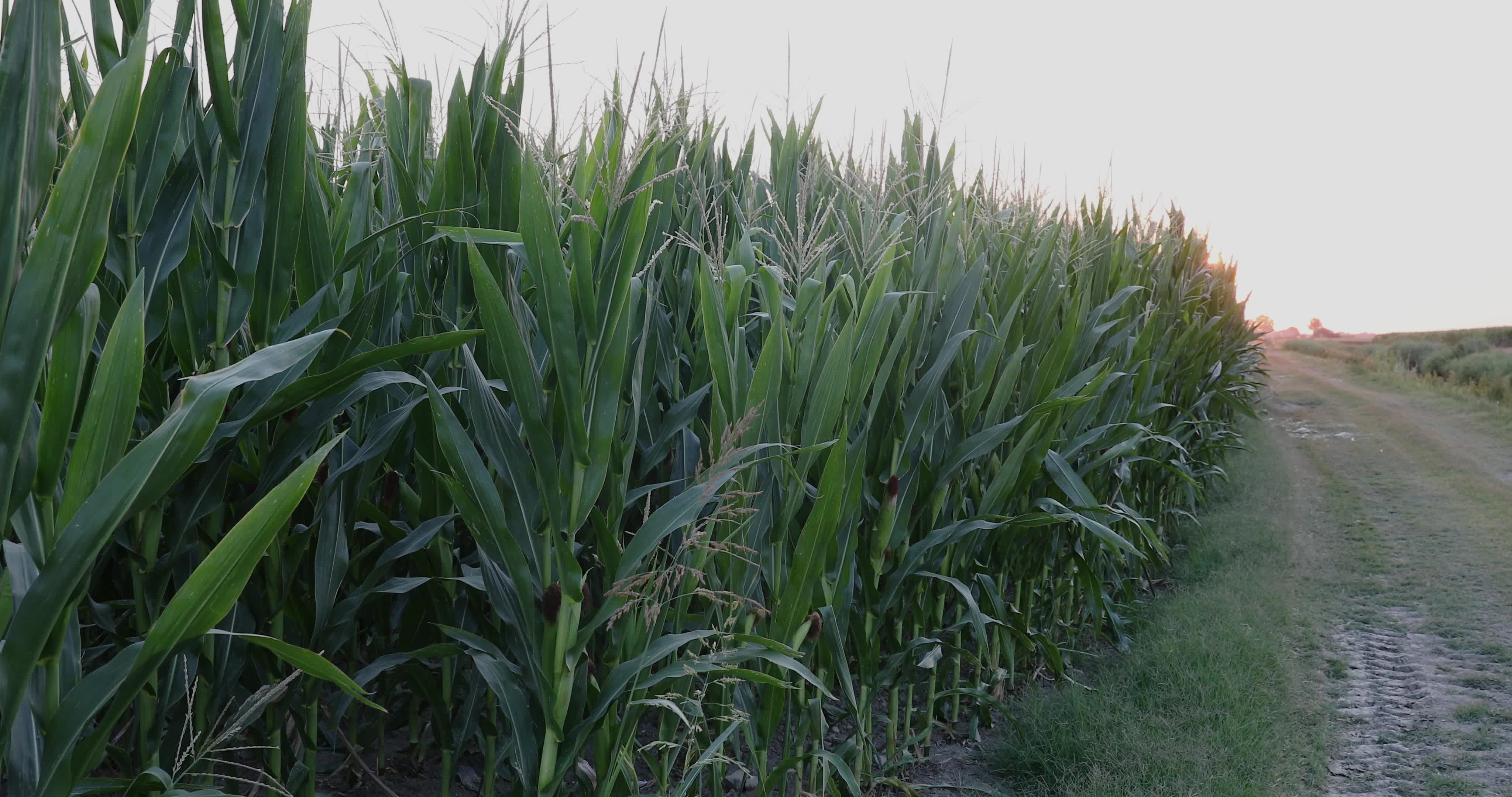 Drought: Italy Warns a Third of Farm Production At Risk