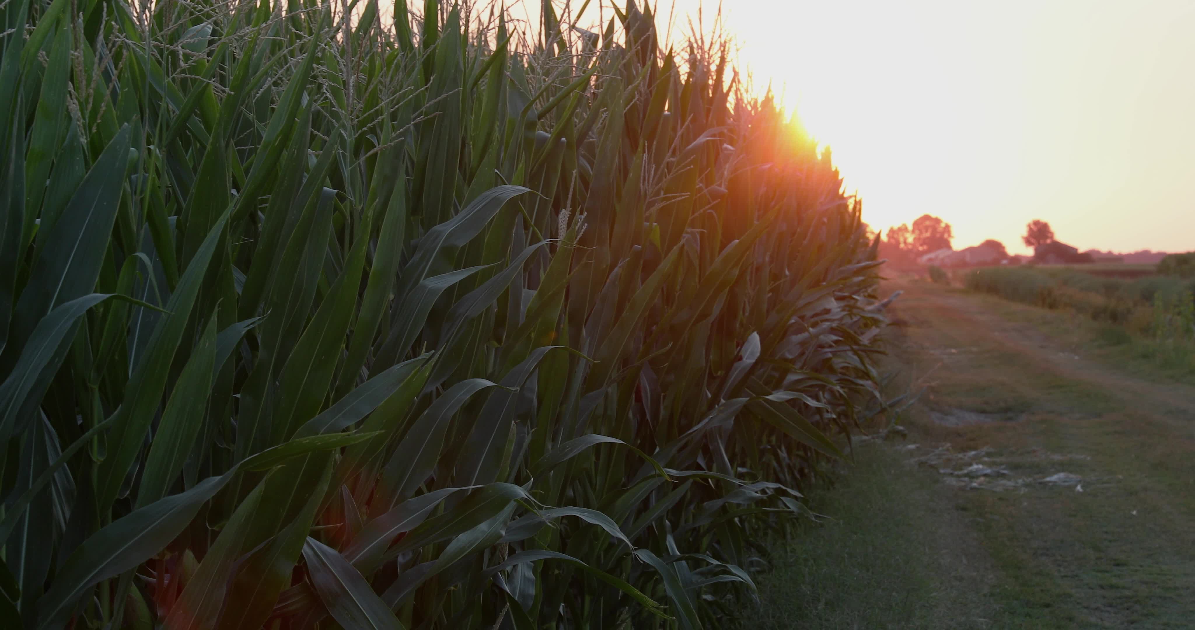 Drought: Italy Warns a Third of Farm Production At Risk