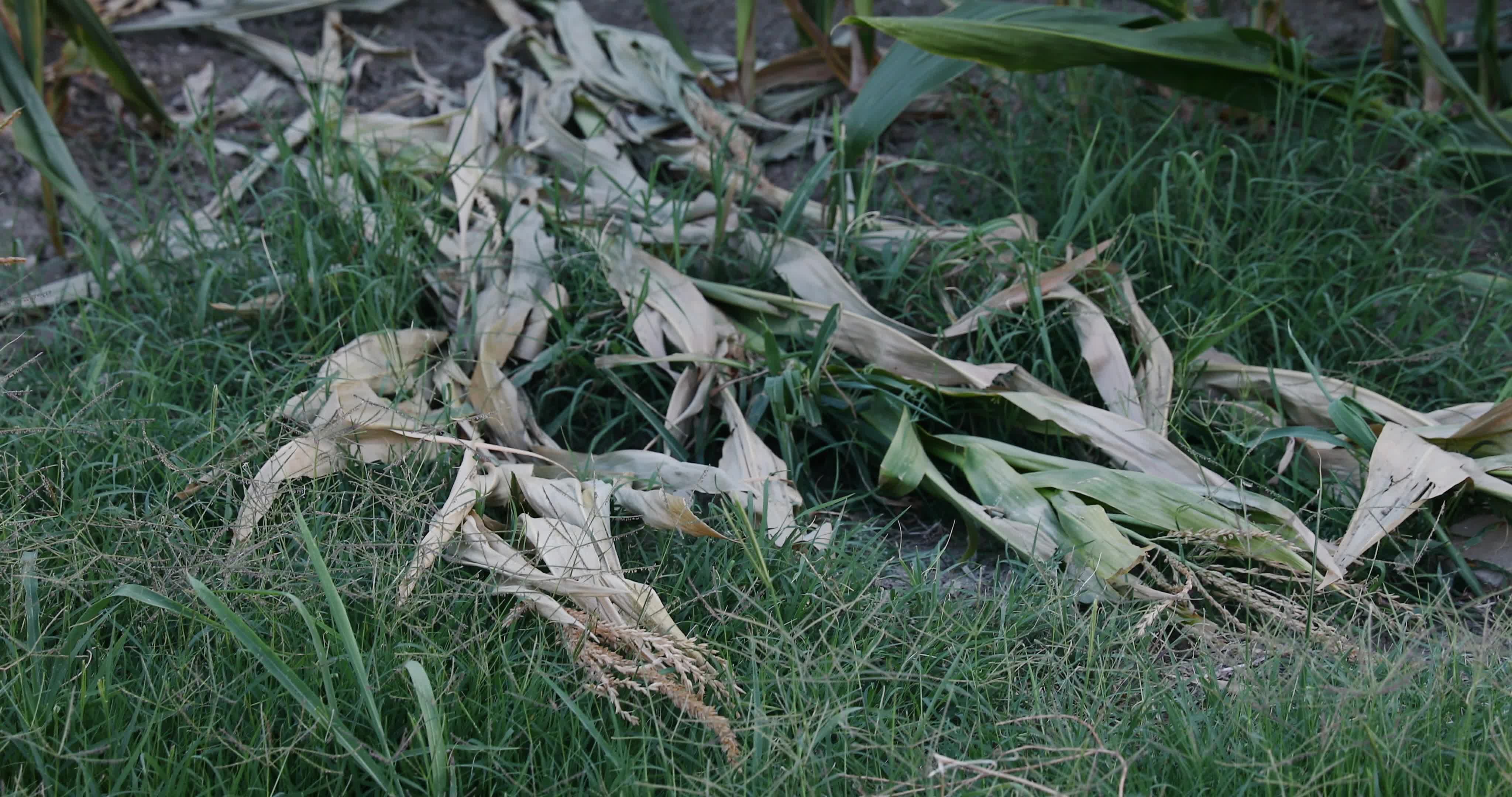 Drought: Italy Warns a Third of Farm Production At Risk