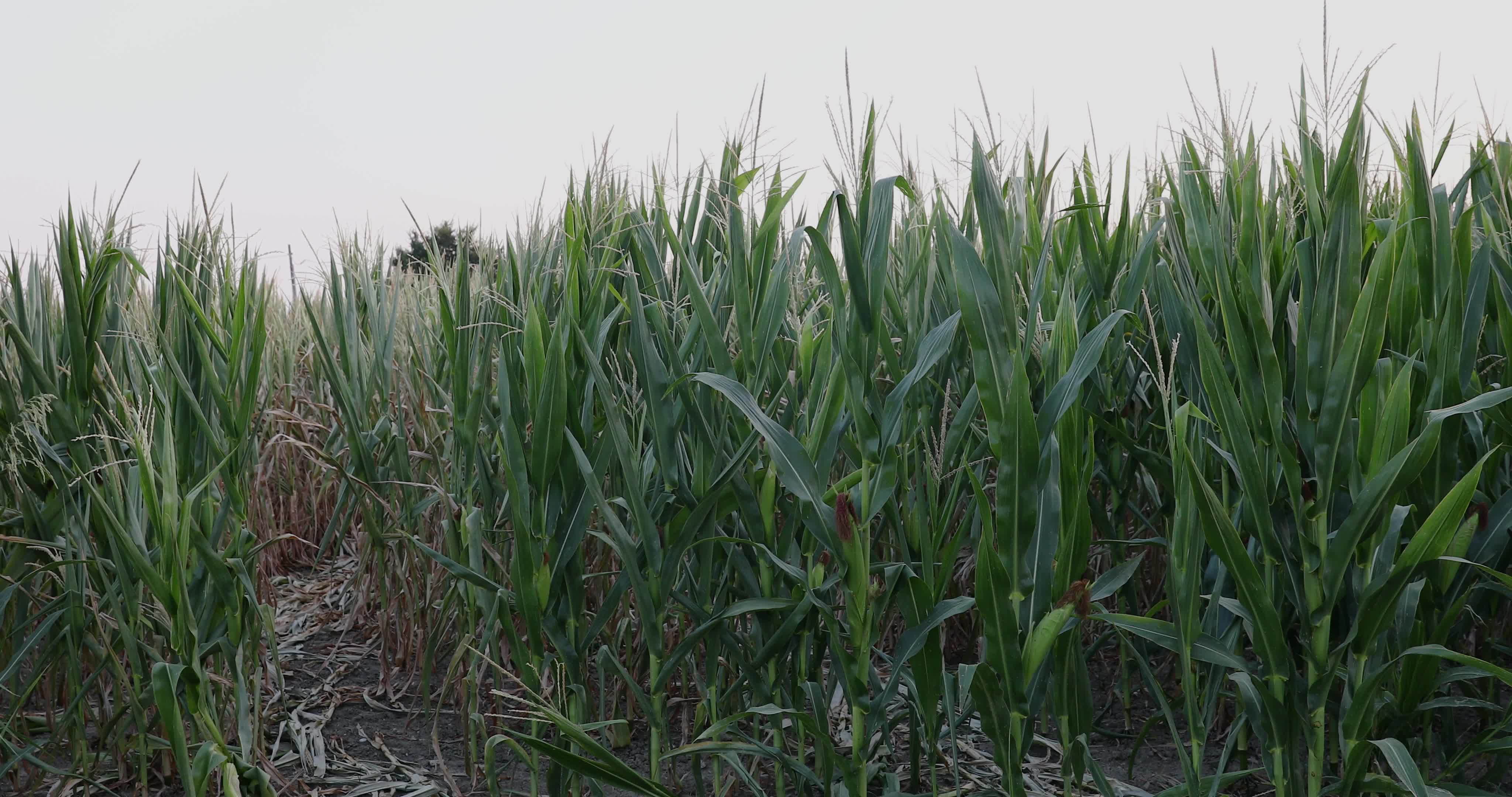 Drought: Italy Warns a Third of Farm Production At Risk