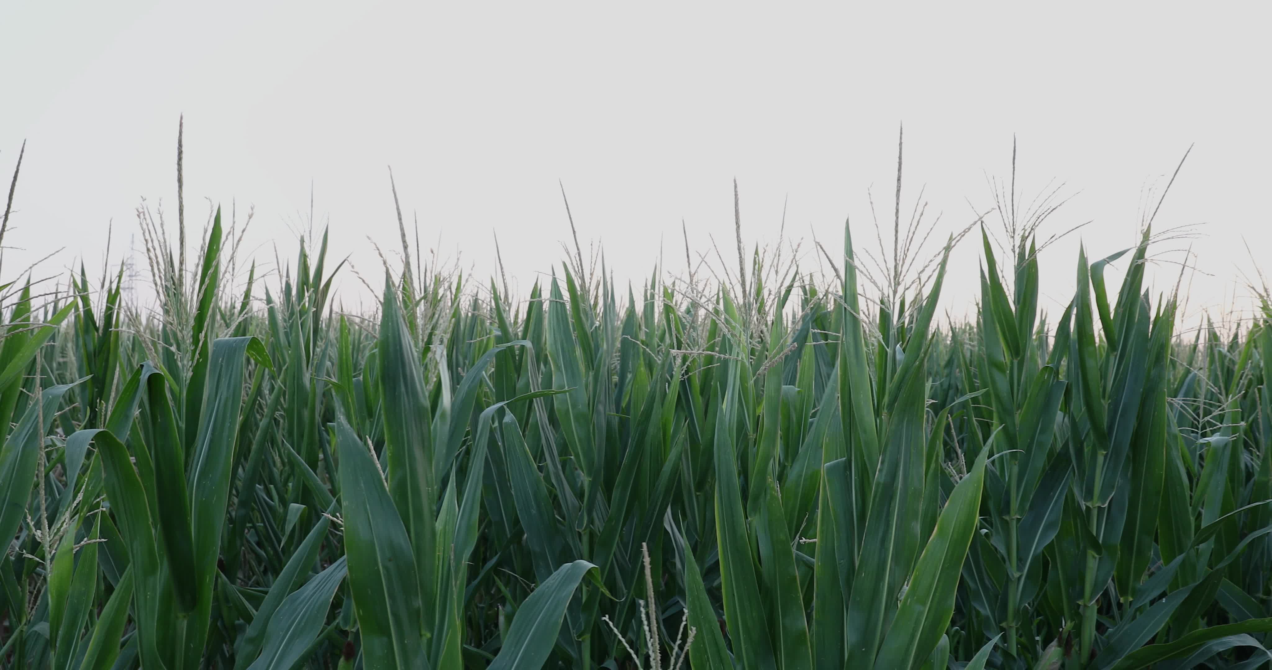 Drought: Italy Warns a Third of Farm Production At Risk